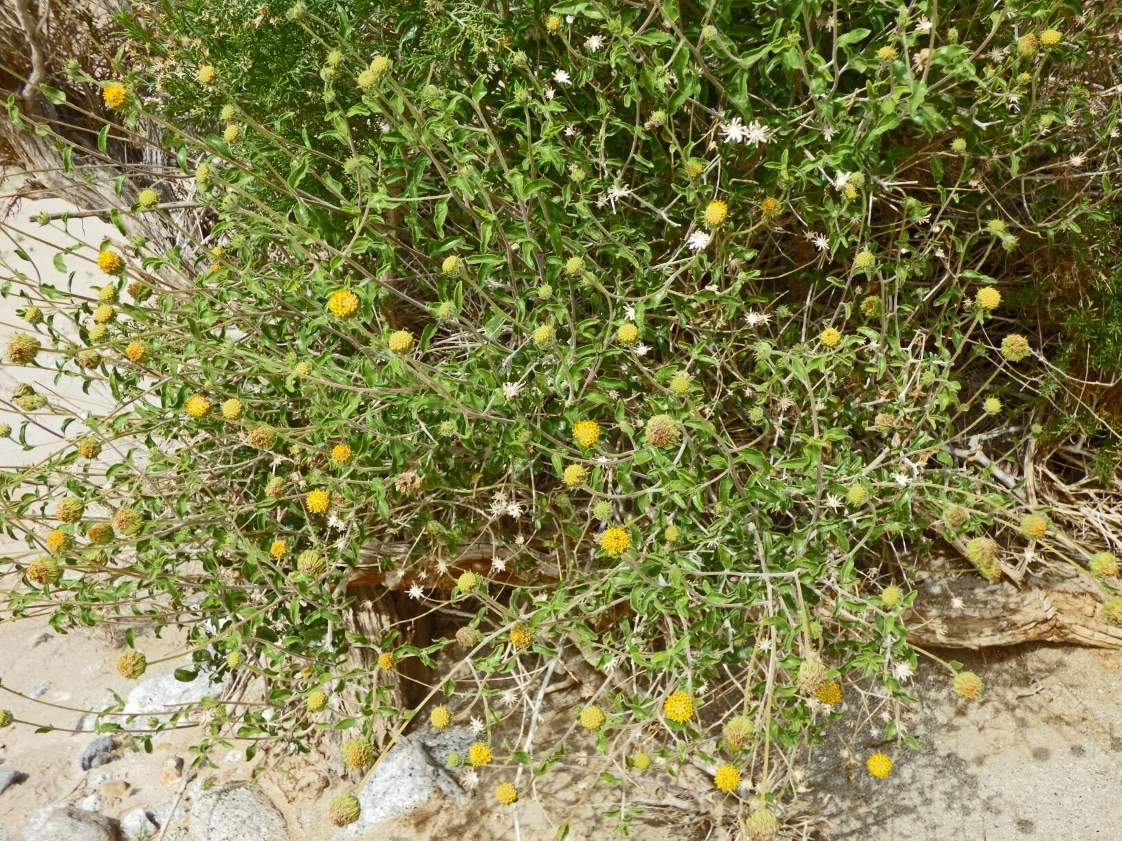 Encelia frutescens