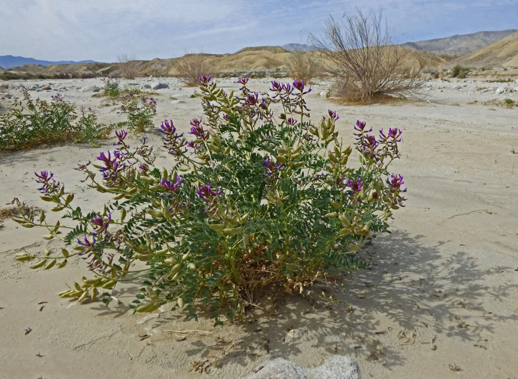 Most surprising, however, was the abundant Astragalus crotalariae,