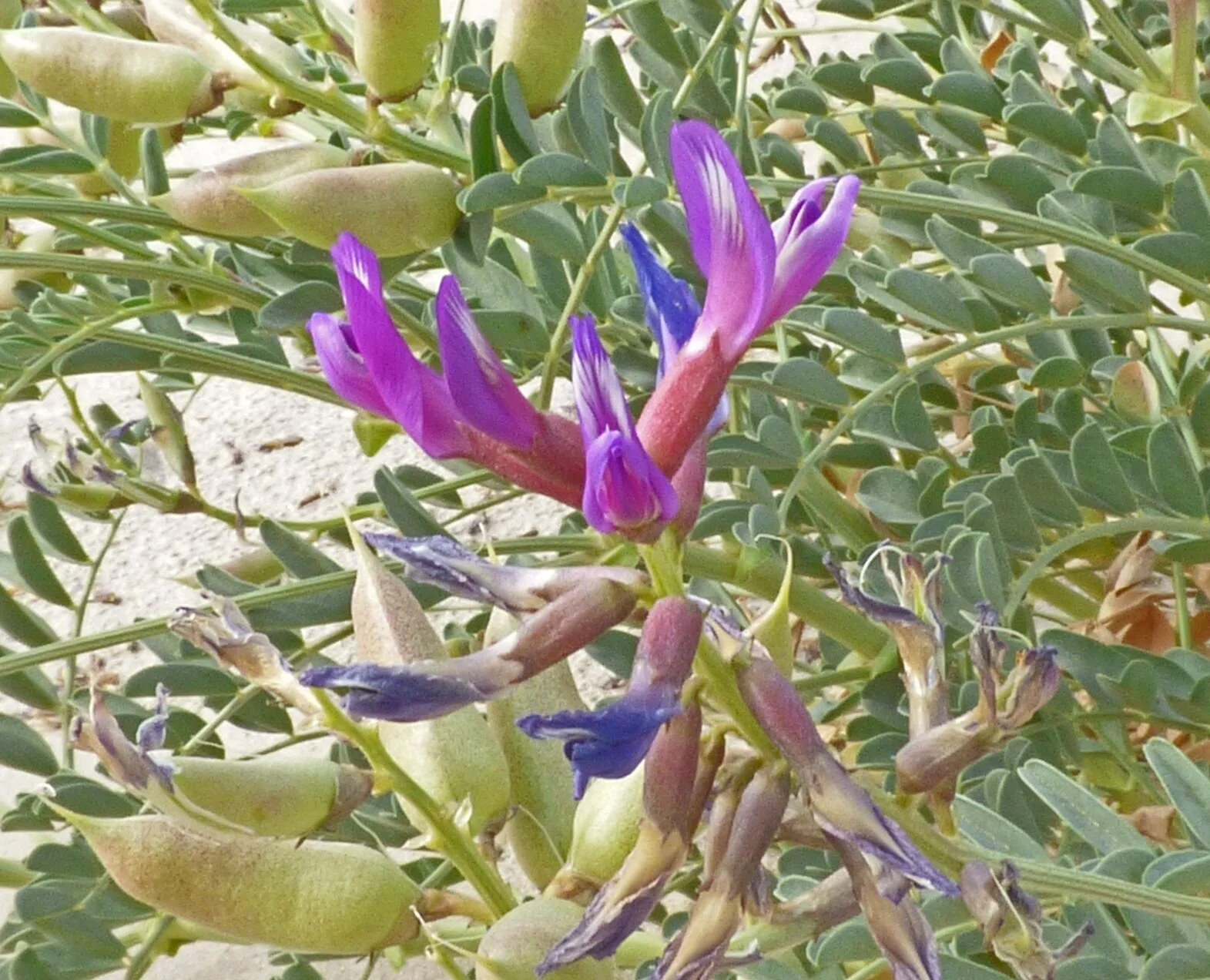 usually not a common plant.