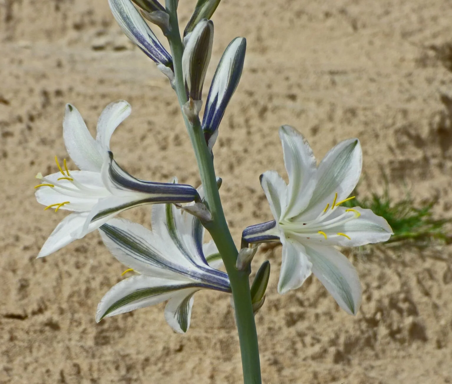 (Hesperocallis undulata).