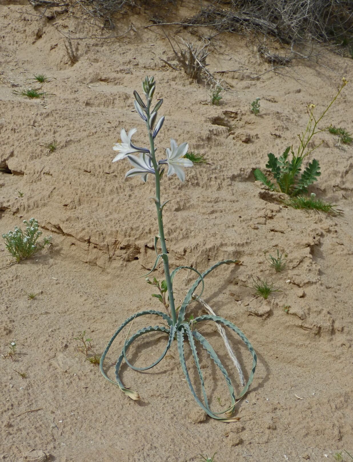 And of course, no spring trip to the desert without at least a few Desert Lilies