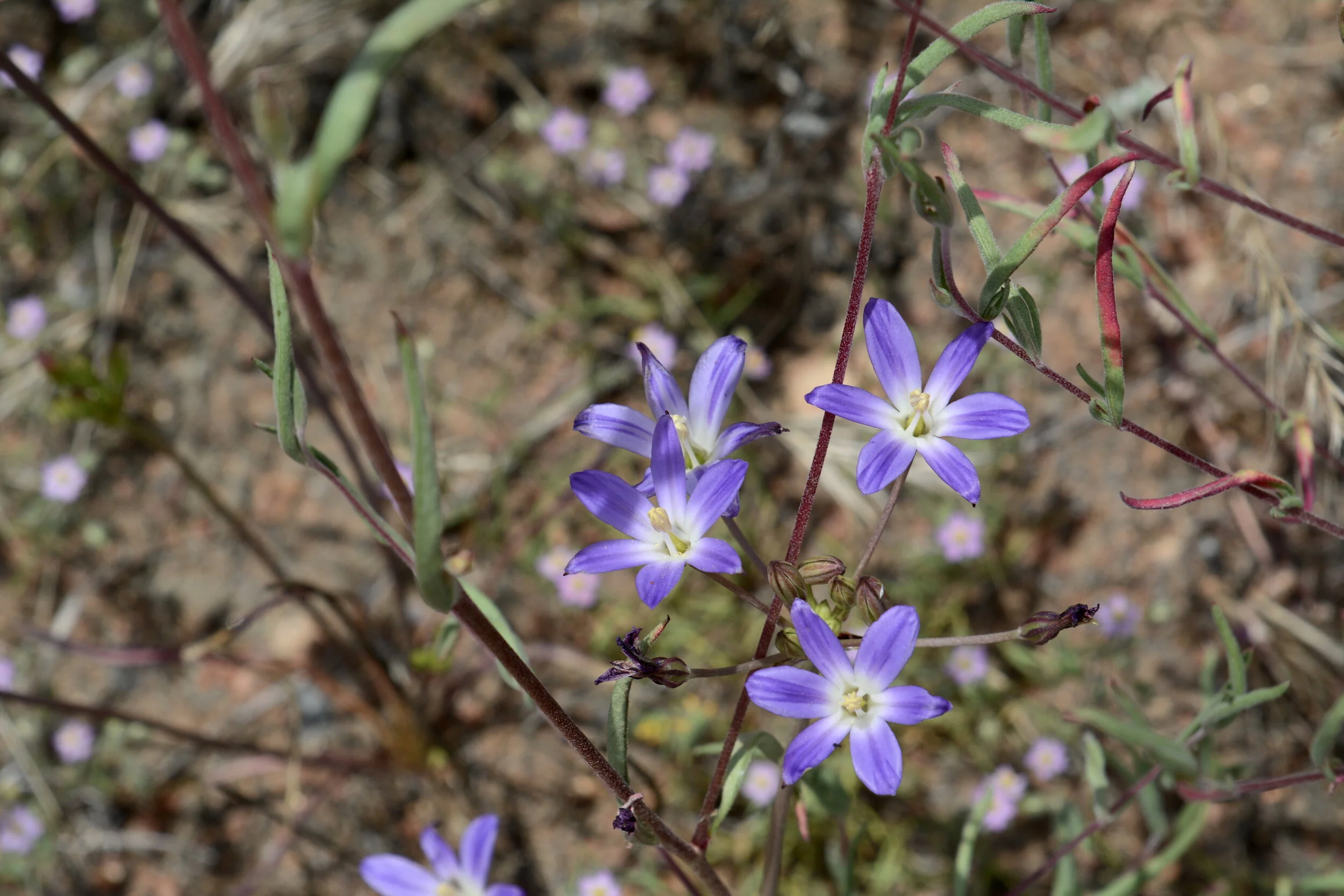 Orcutt’s brodiaea (Brodiaea orcuttii)