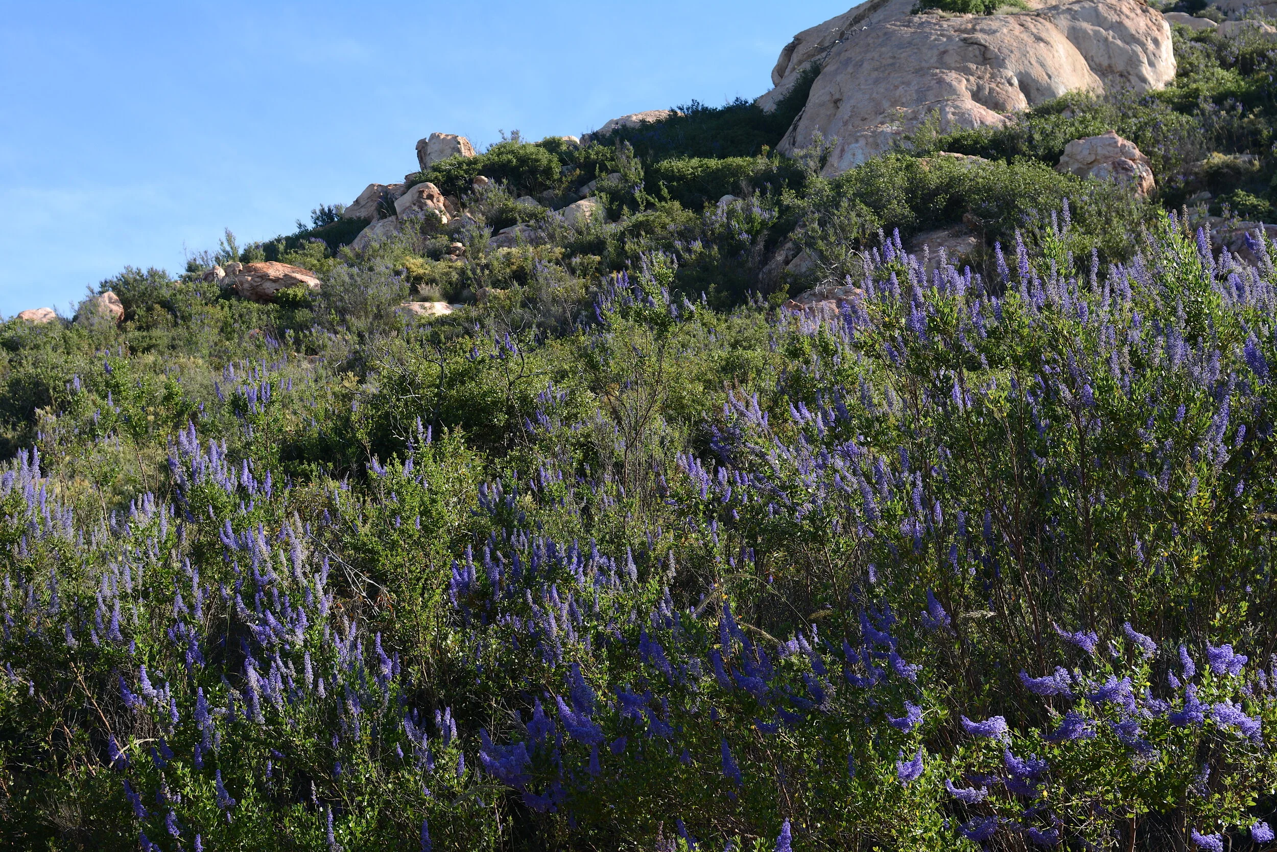 Lakeside Lilac (Ceanothus cyaneus)