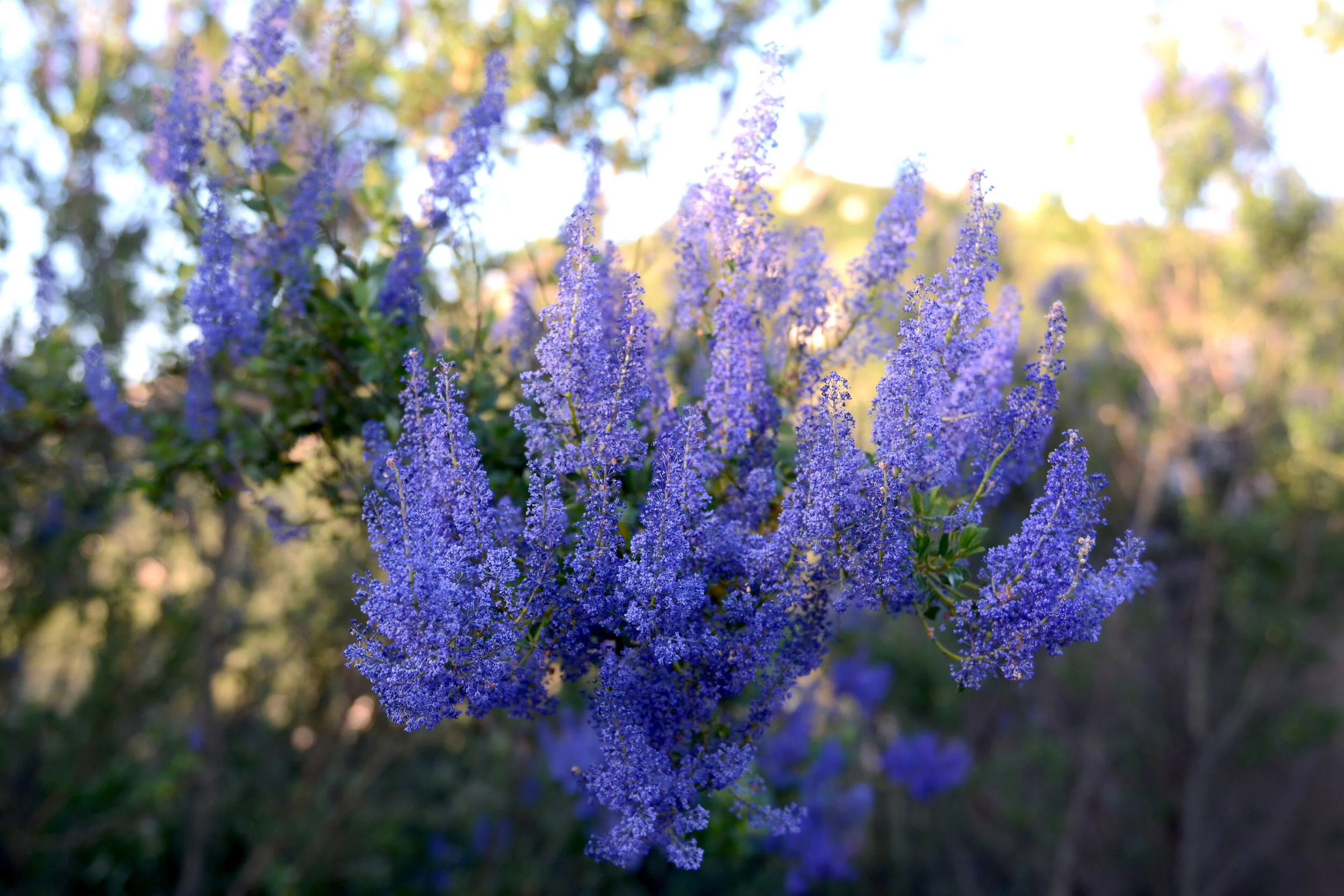 Lakeside Lilac (Ceanothus cyaneus)