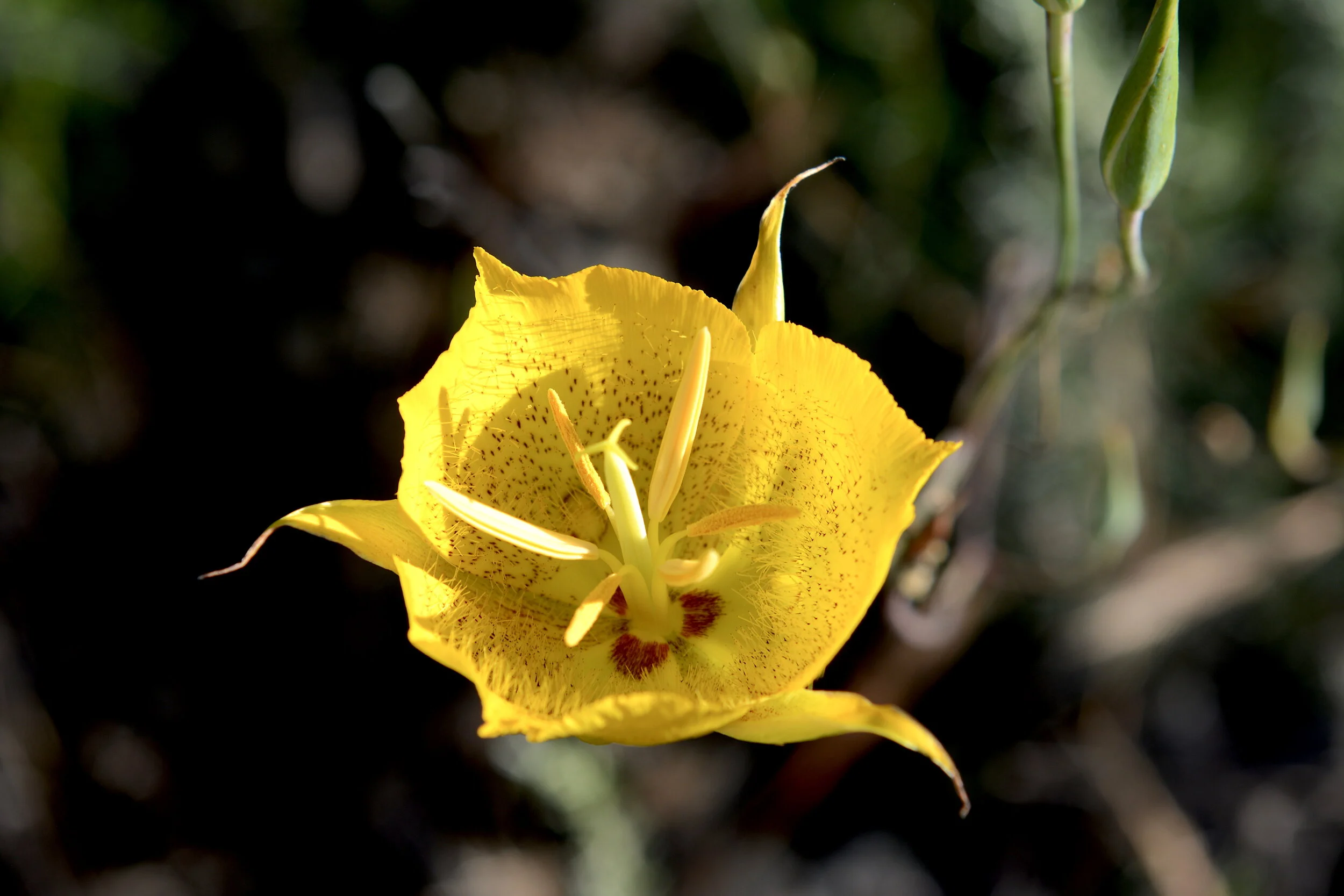 Weed’s Mariposa Lily (Calochortus weedii )