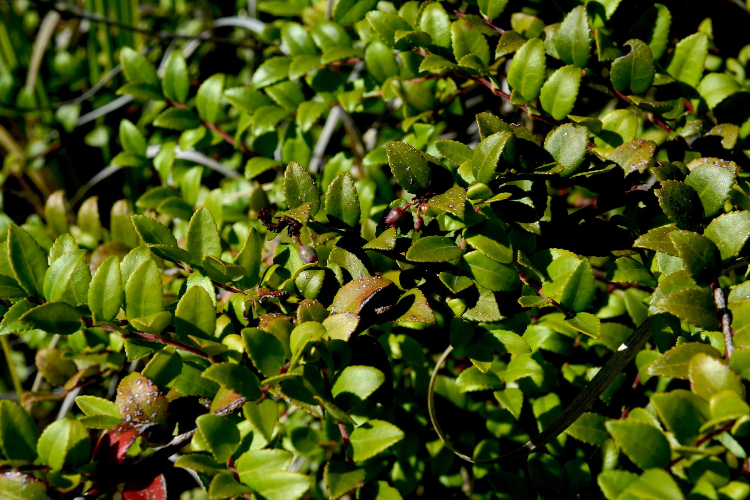 California Huckleberry (Vaccinium ovatum)
