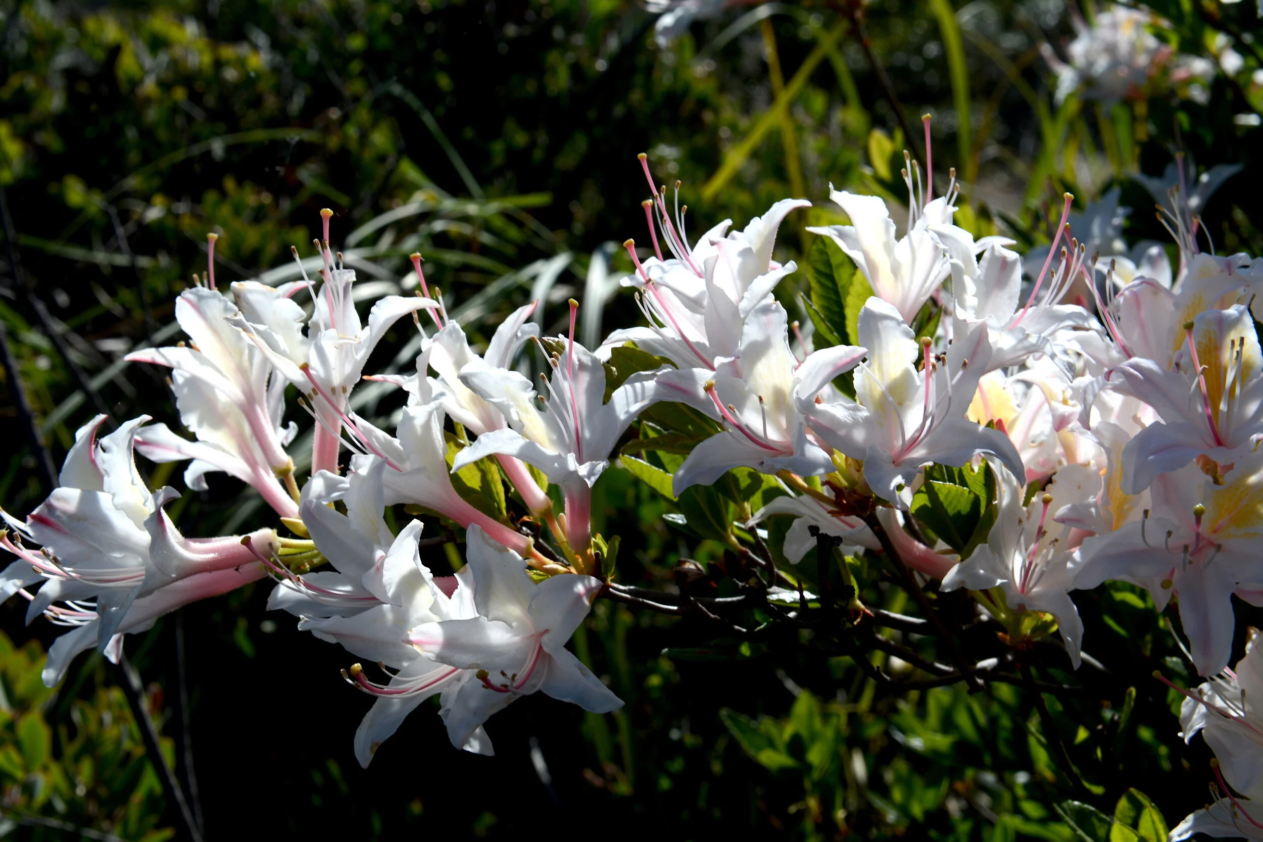 Western Azalea (Rhododendron occidentale)