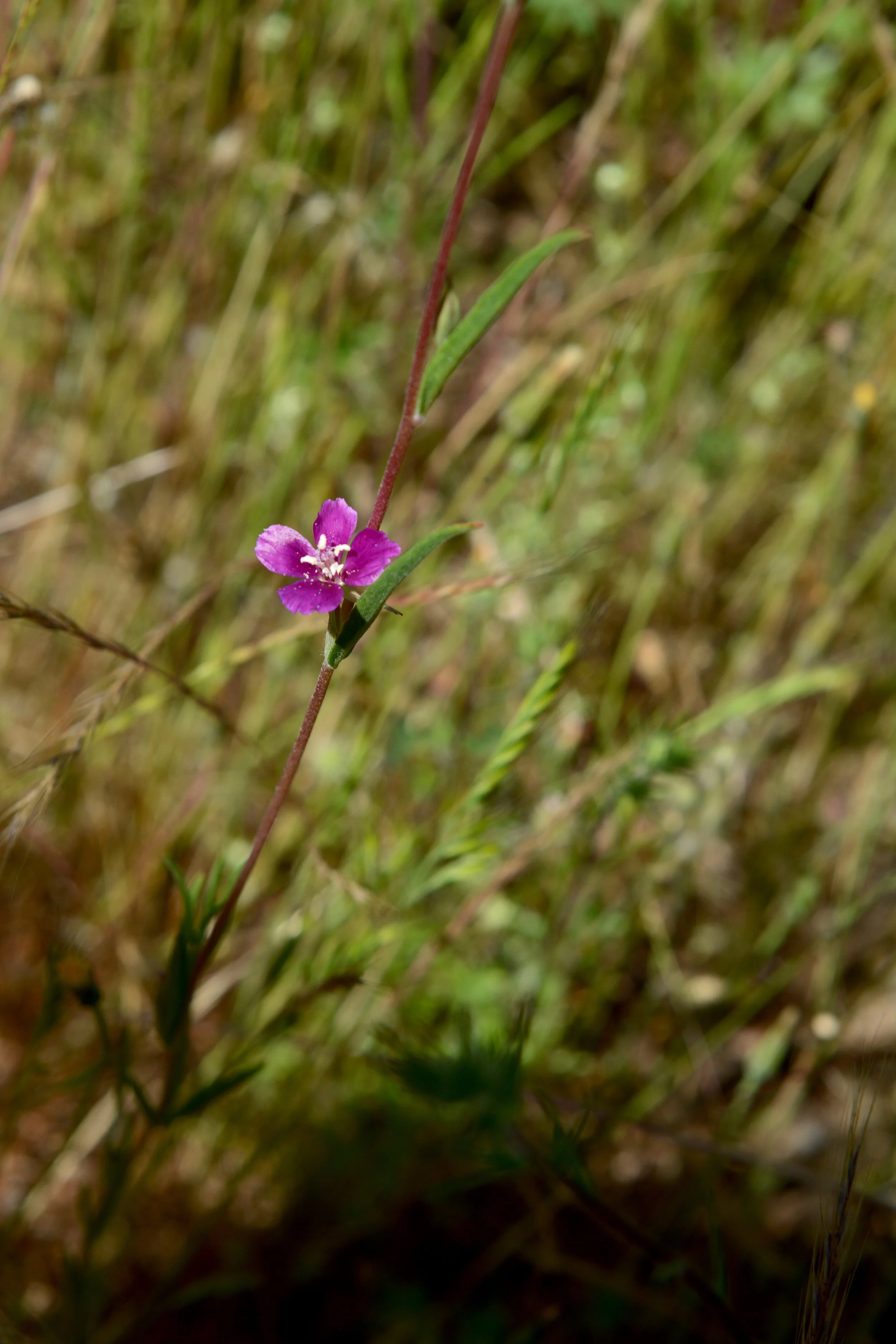 Purple Clarkia (Clarkia purpurea ssp quadrivulnera)