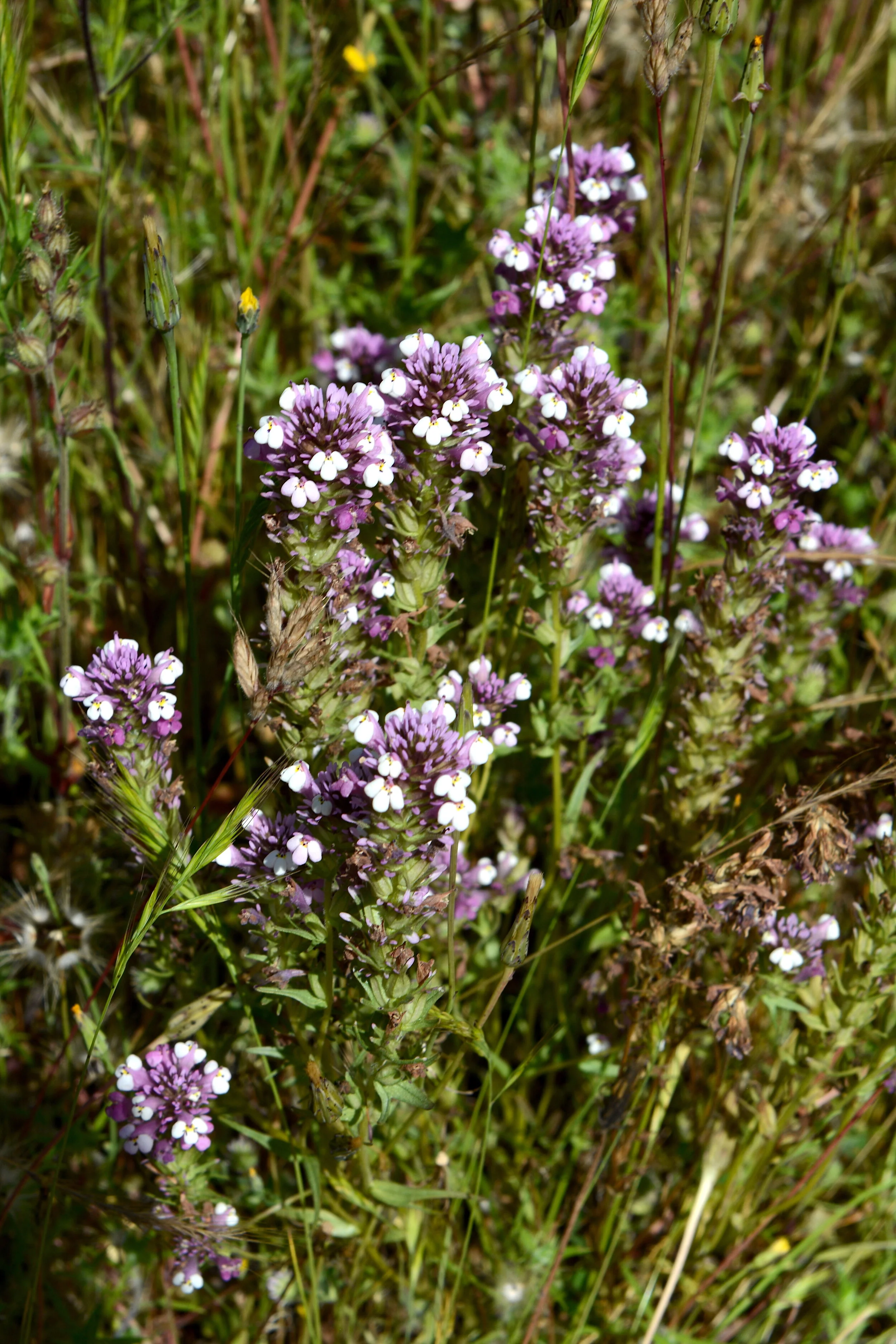 Graceful Owl’s Clover (Castilleja densiflora ssp. gracilis)