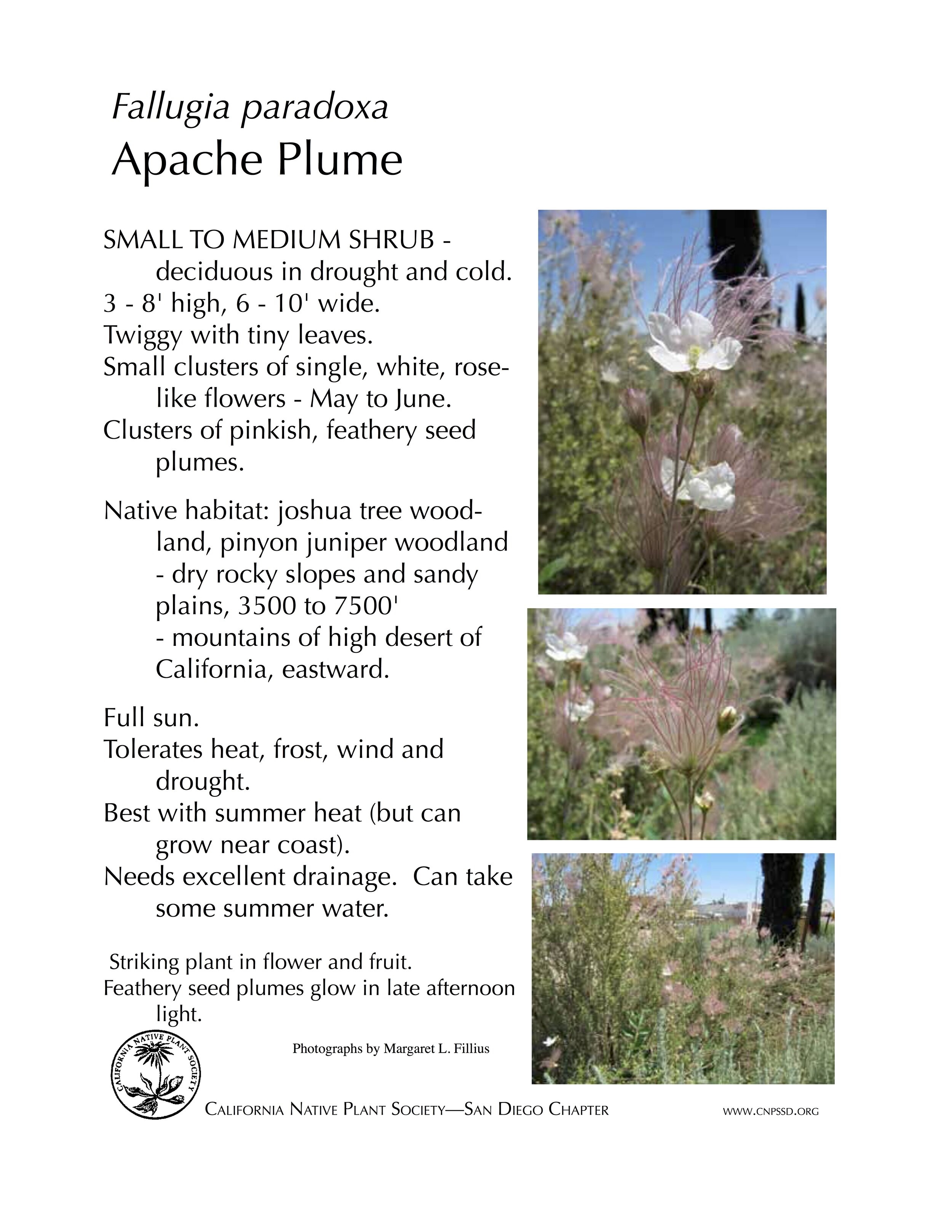 Apache Plume (Fallugia paradoxa).jpg