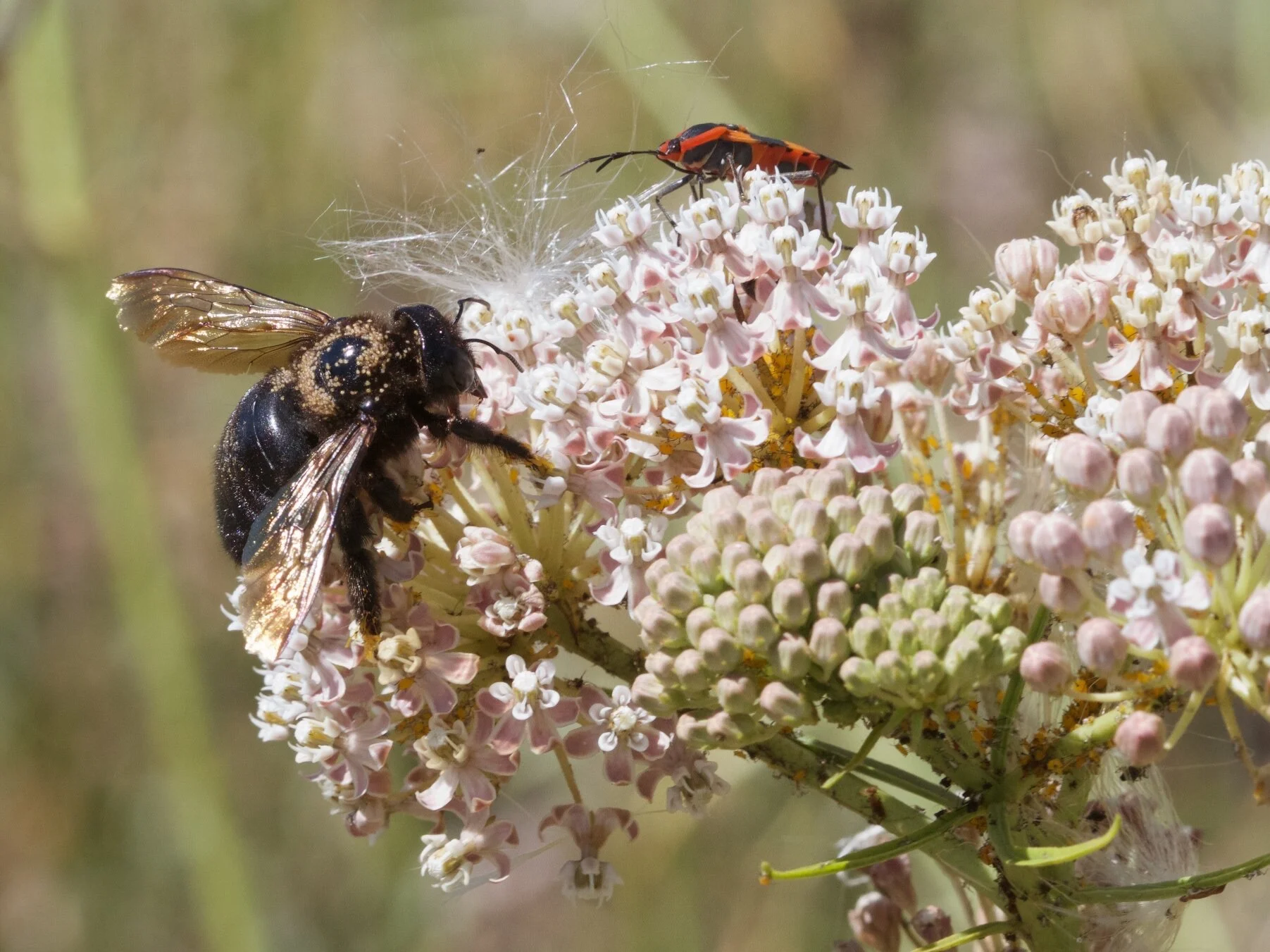 Photo: John J Kehoe, https://www.flickr.com/photos/johnjkehoe_photography/19846880904/in/photostream/