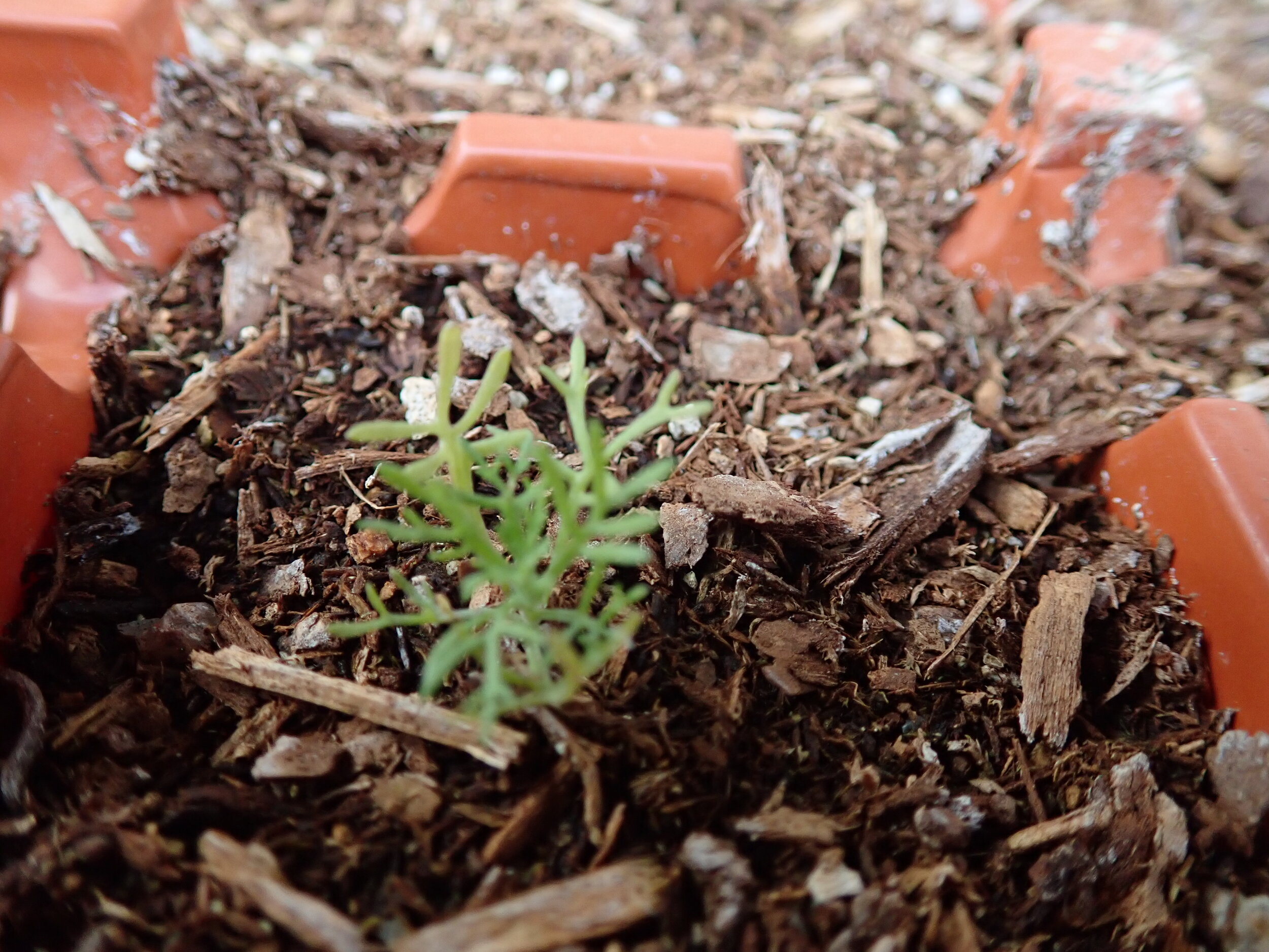 Seedling Artemisia californica