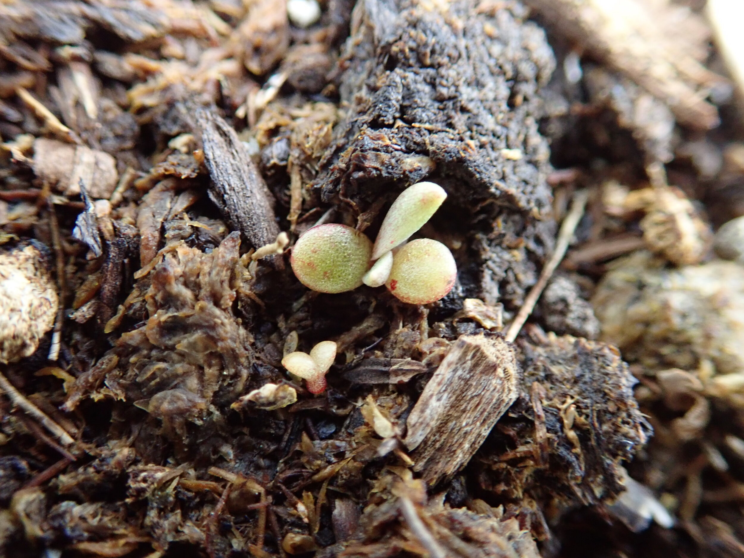 Seedling Dudleya lanceolata