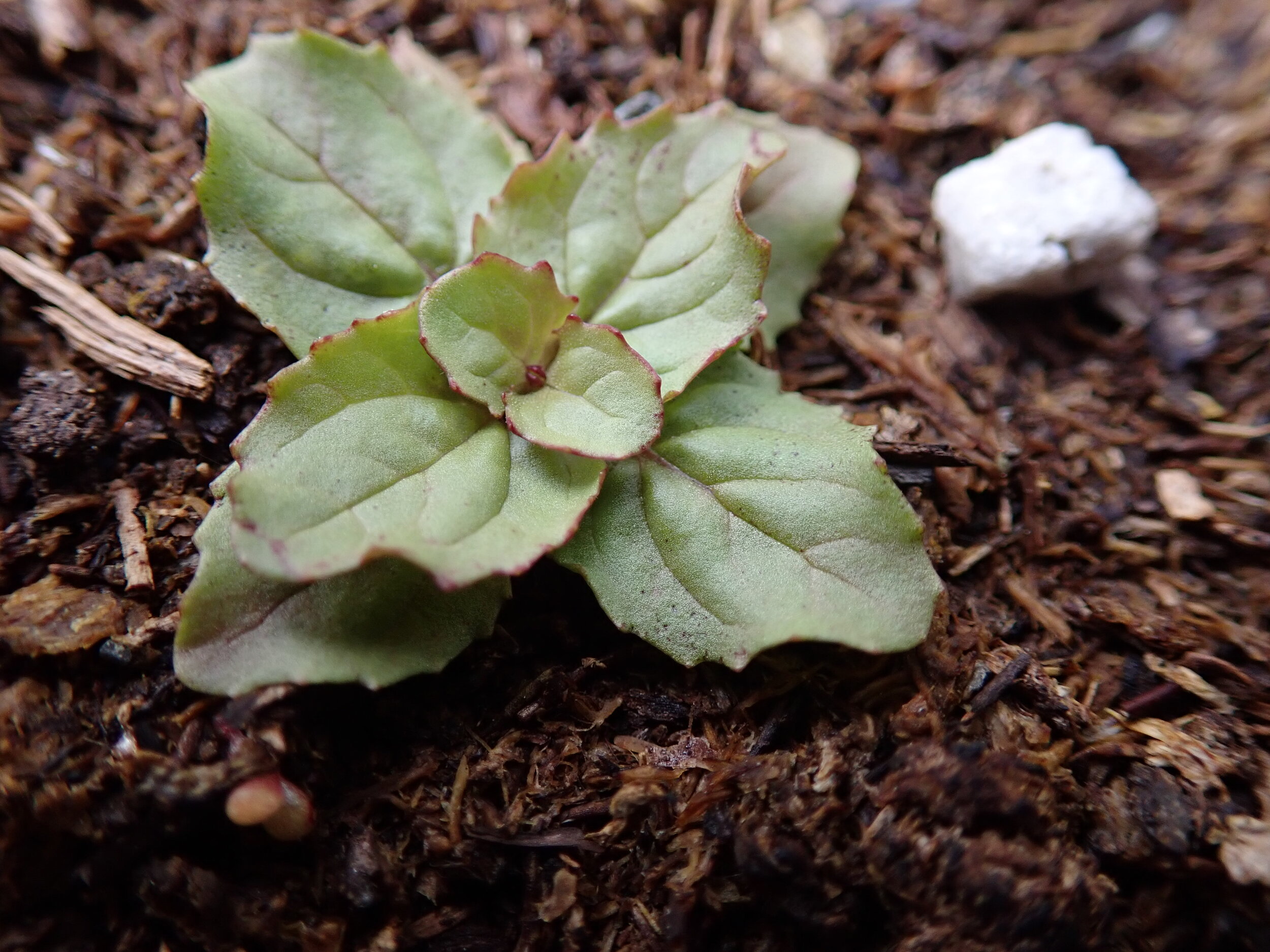 Seedling Erythranthe guttata