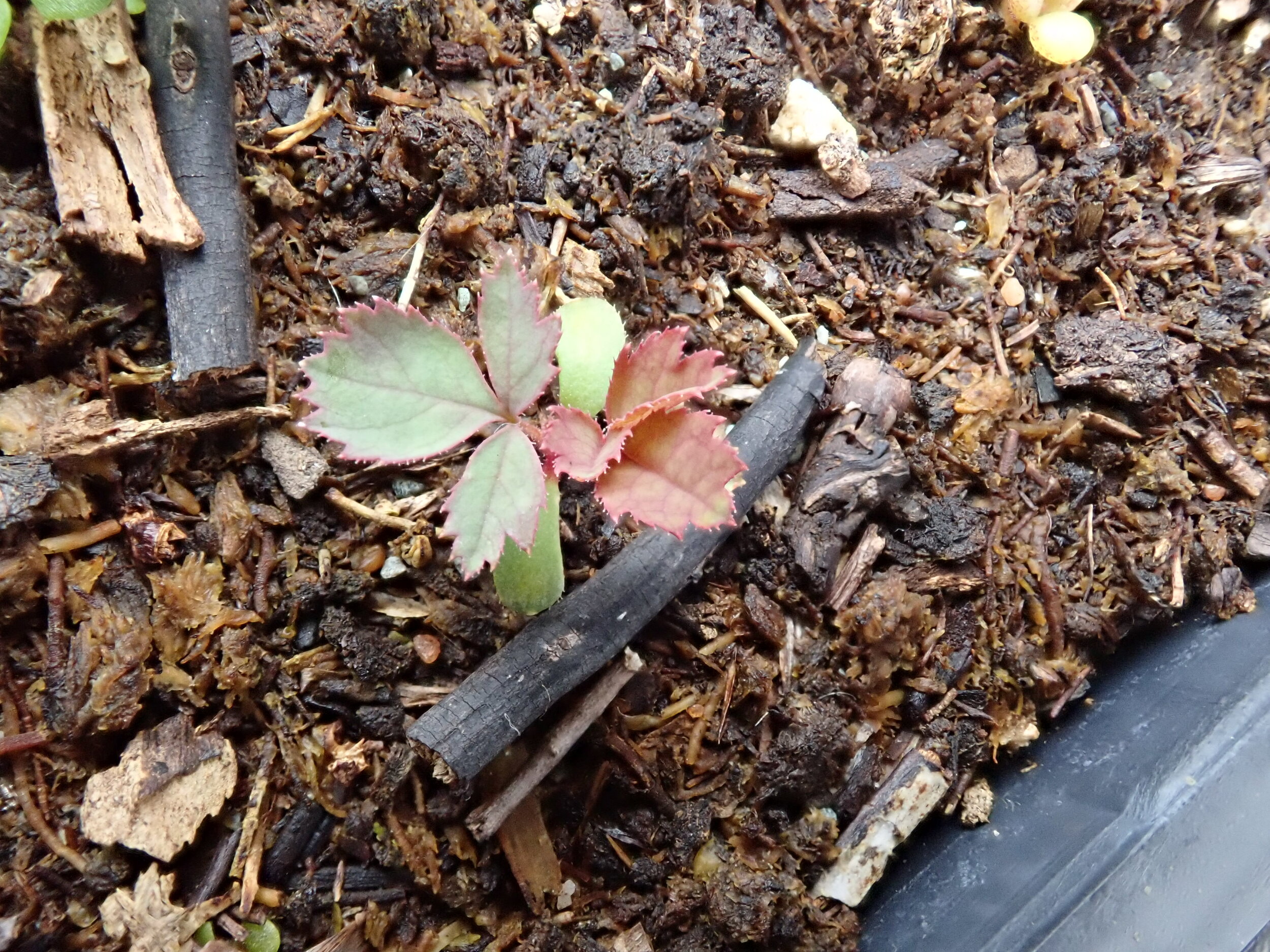 Seedling Rosa californica