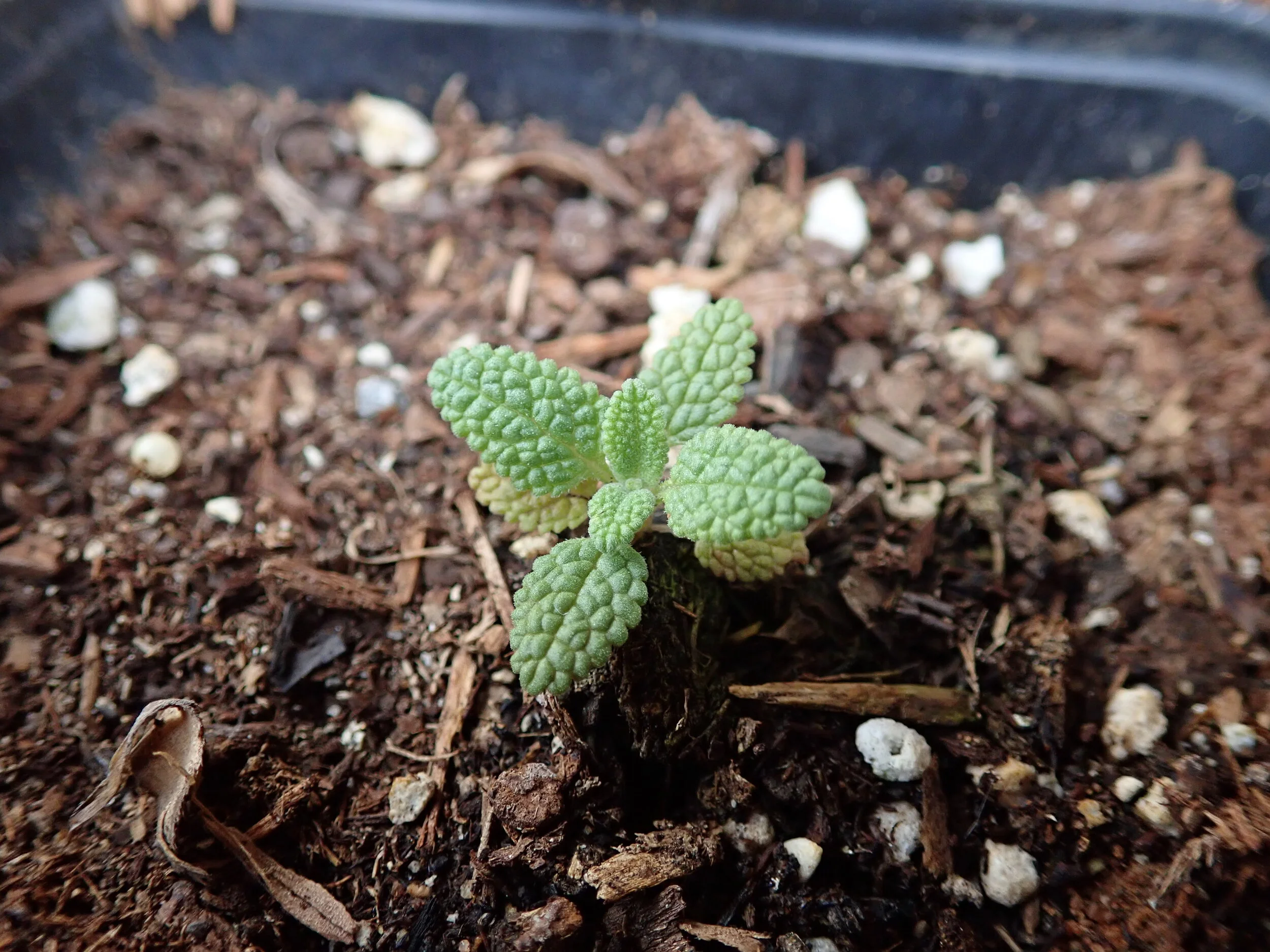 Seedling Salvia mellifera