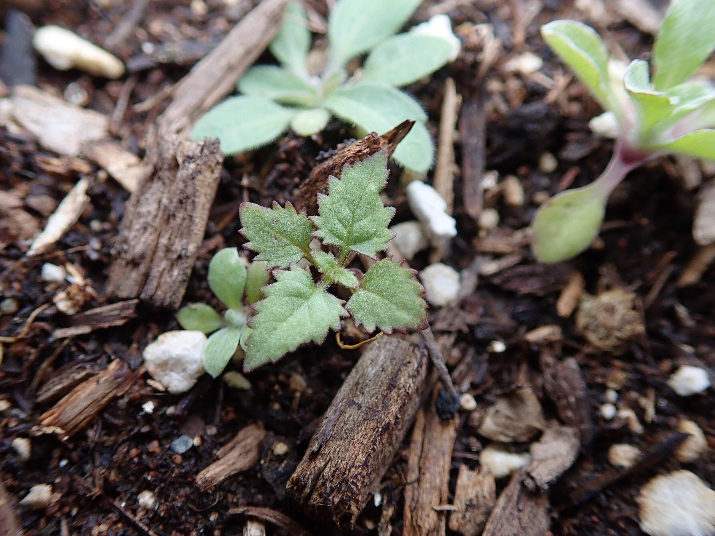 Seedling Scrophularia atrata