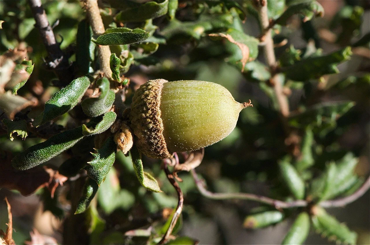 Quercus dumosa  Photo: Jerry Kirkhart, https://www.flickr.com/photos/jkirkhart35/2921288300/