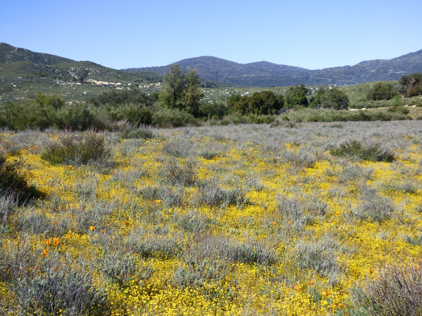 Mataguay Rd off SR-79 near Lake Henshaw looked as good as every spring,