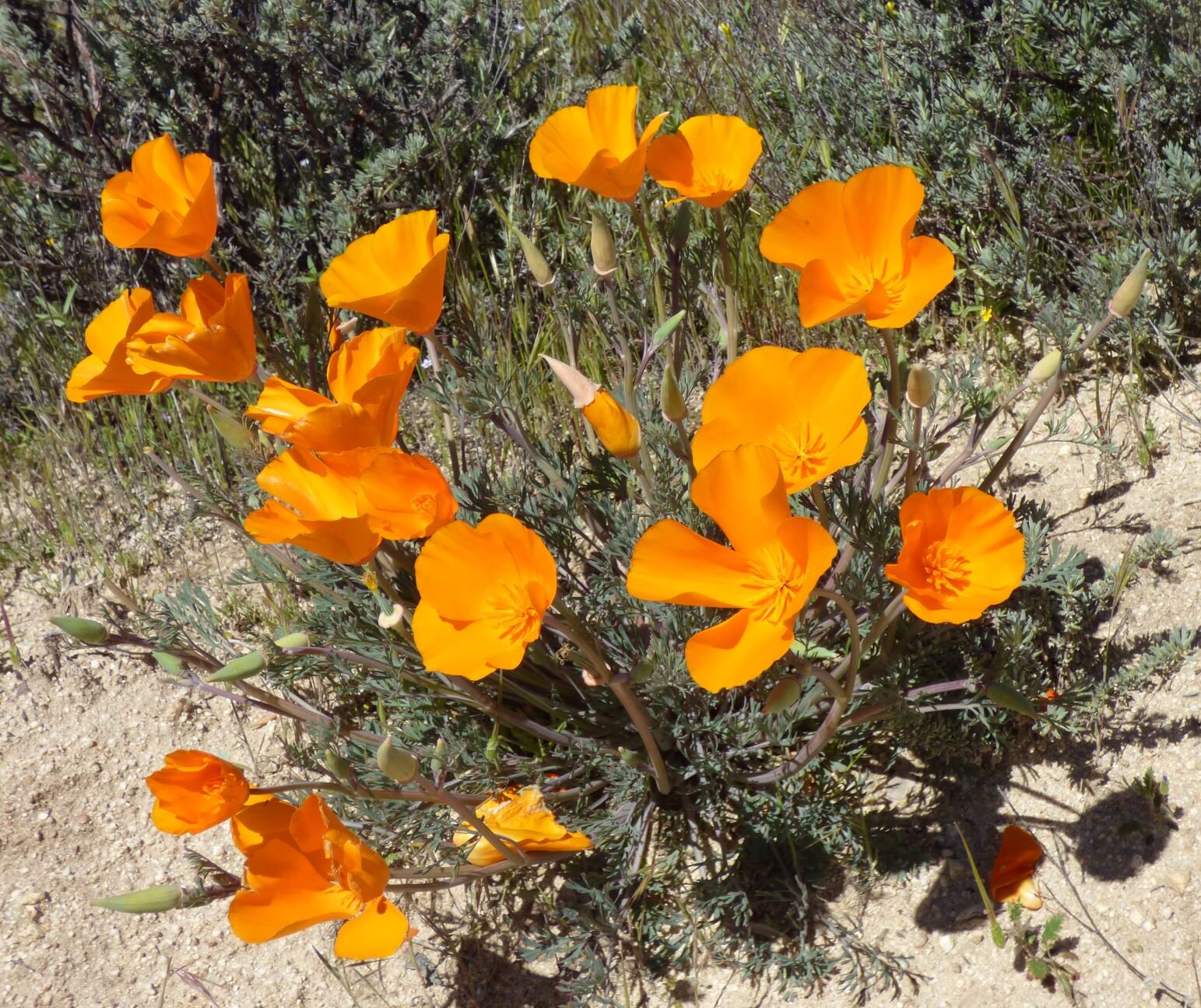 but with more poppies than usual (Eschscholzia californica).
