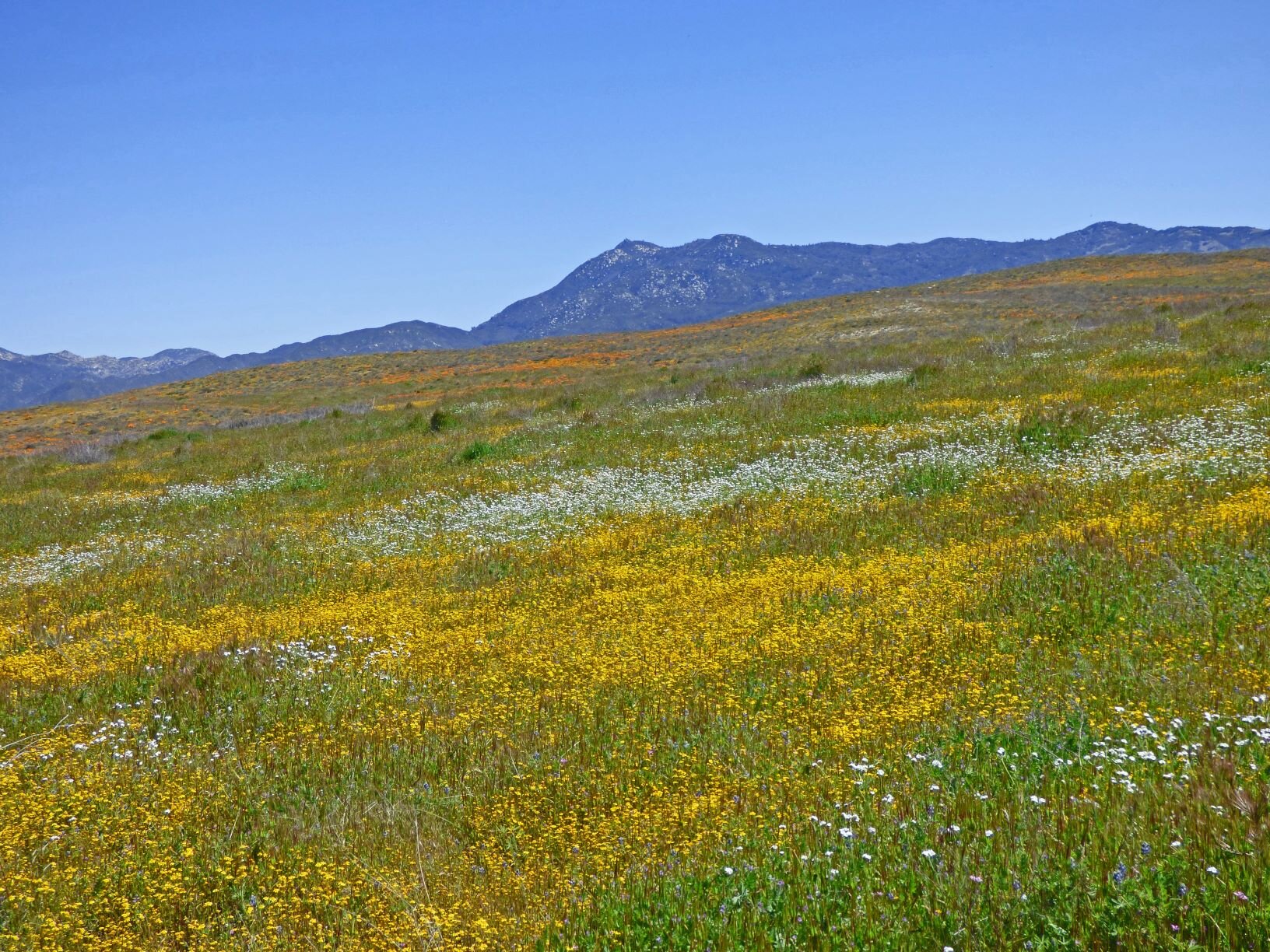 at the overwhelming number and variety of flowers.