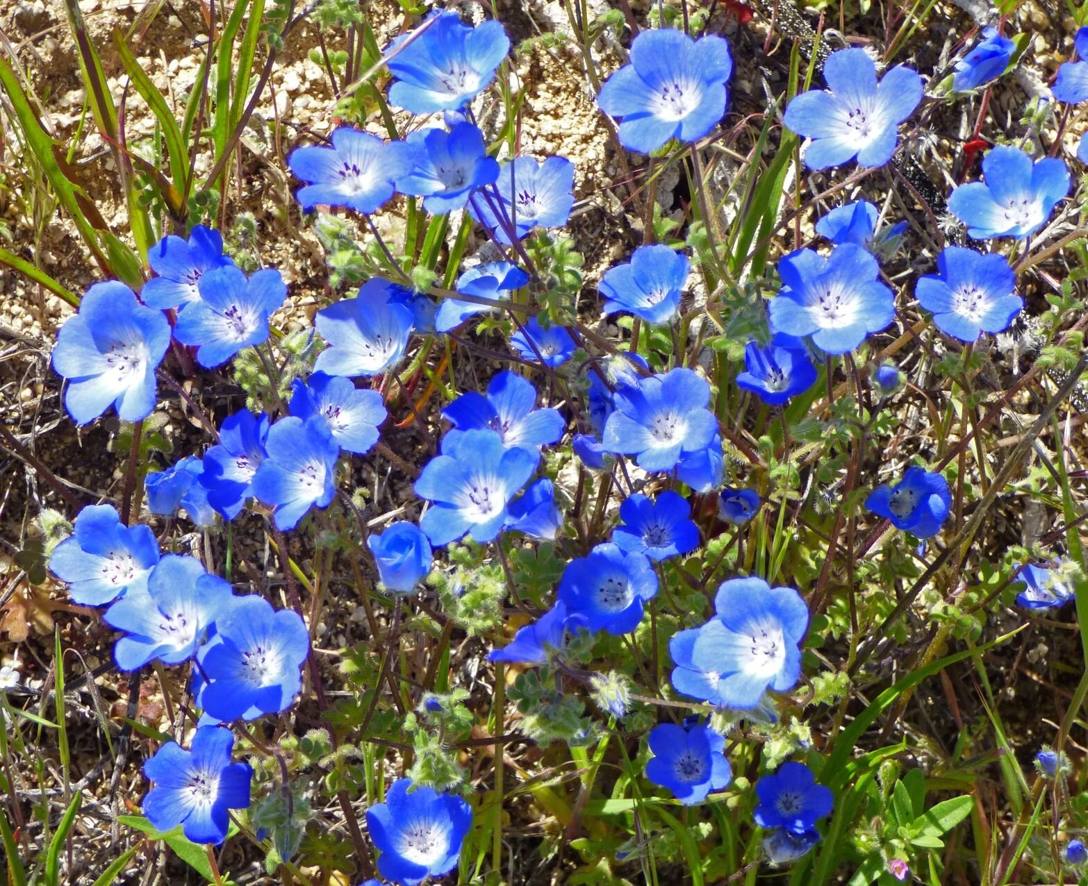 of Baby Blue Eyes (Nemophila menziesii)