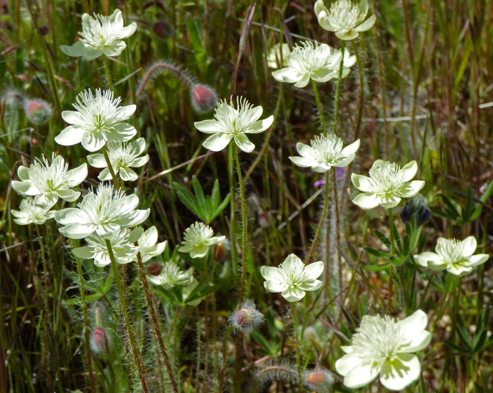 (Platystemon californicus).