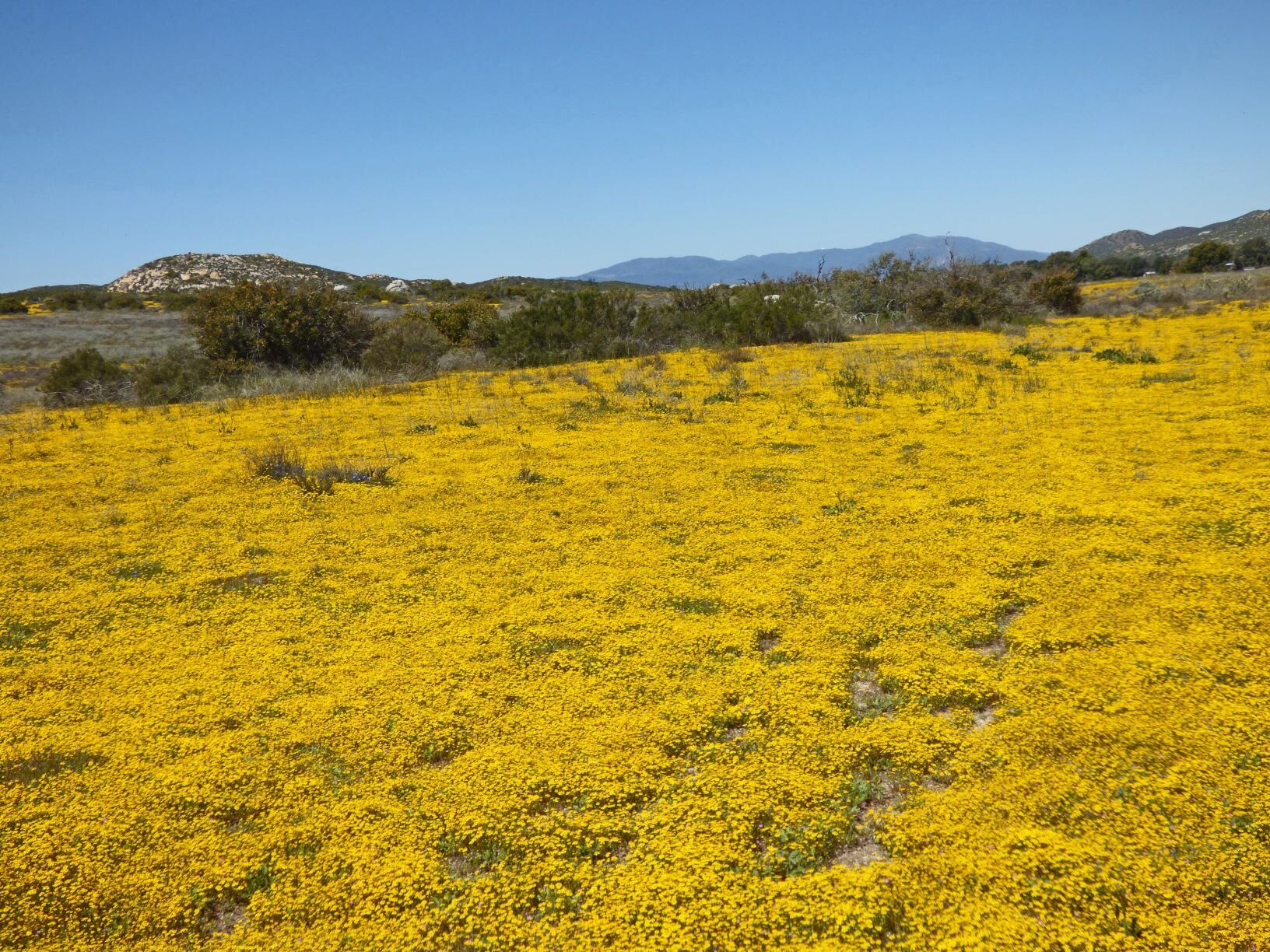  but a carpet of Goldfields (Lasthenia gracilis vel aff.)