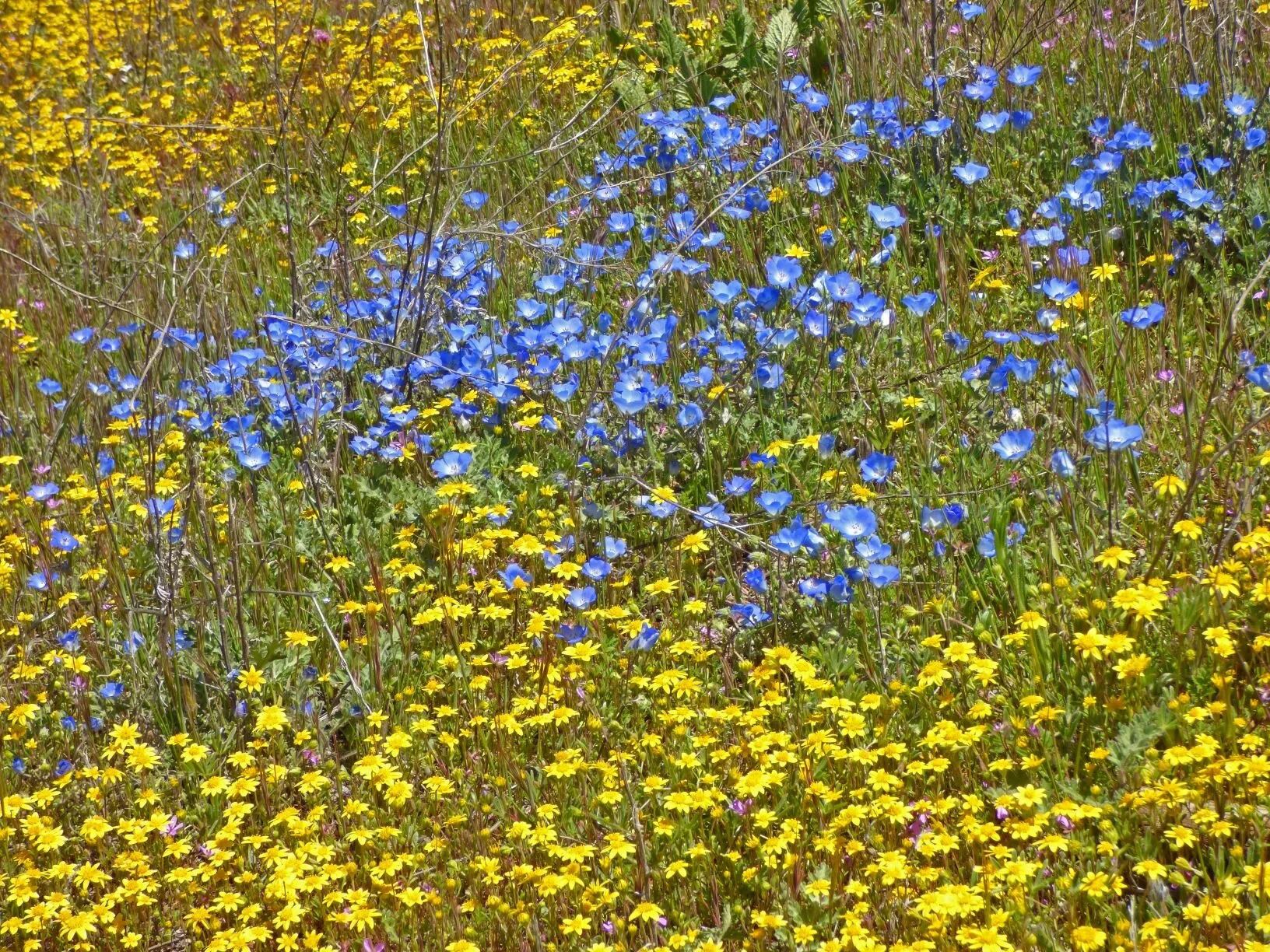 with patches of contrasting color.