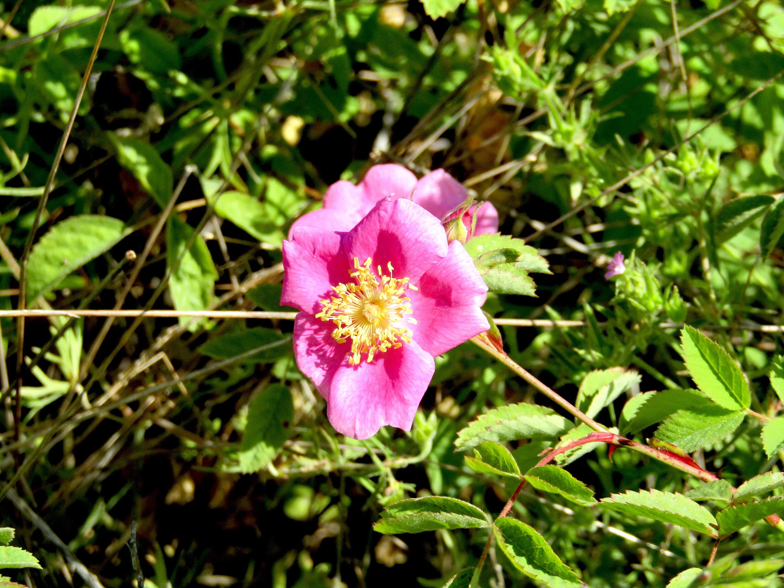 Rosa californica on restoration site Photo: Bob Byrnes