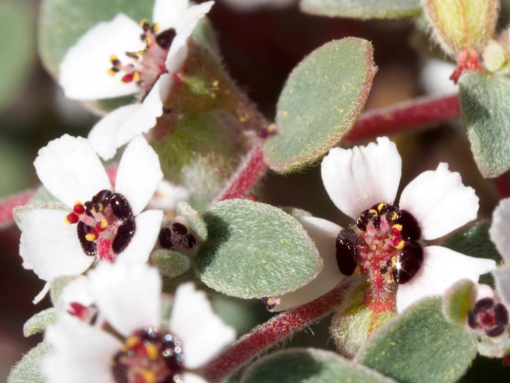 Red-gland spurge (Euphorbia melanadenia)