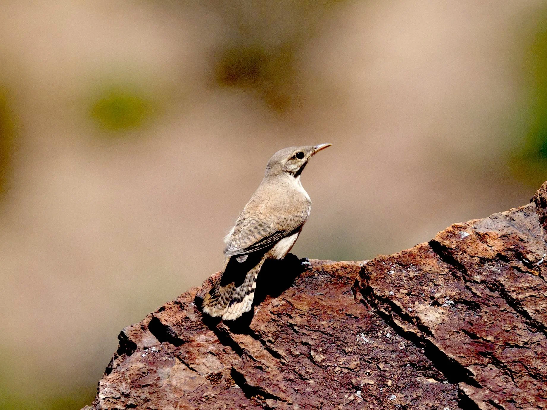 Rock Wren