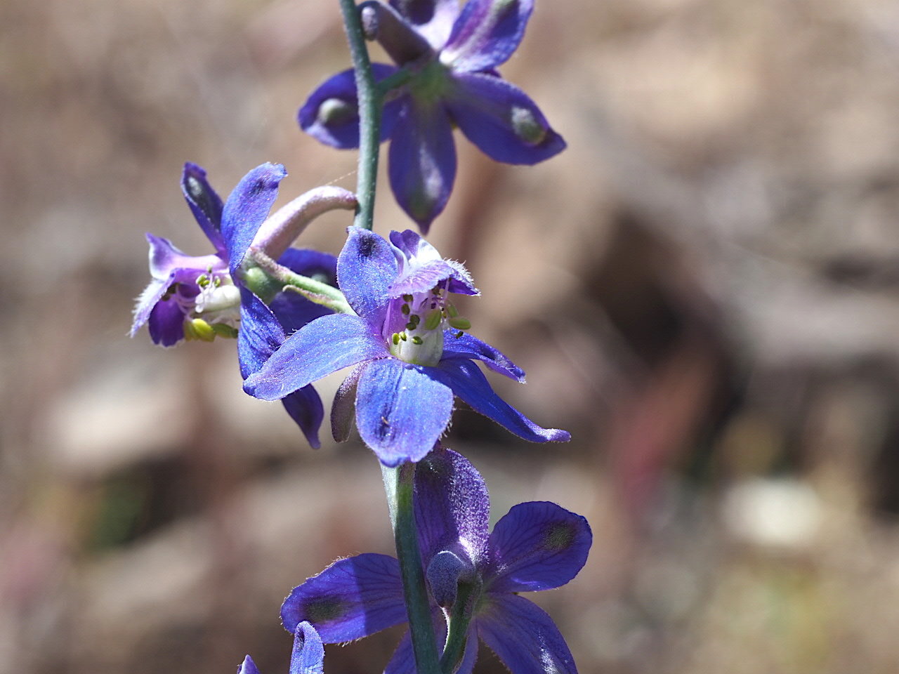 Delphinium parishii ssp. subglossum, with green anthers. What a treat this was!