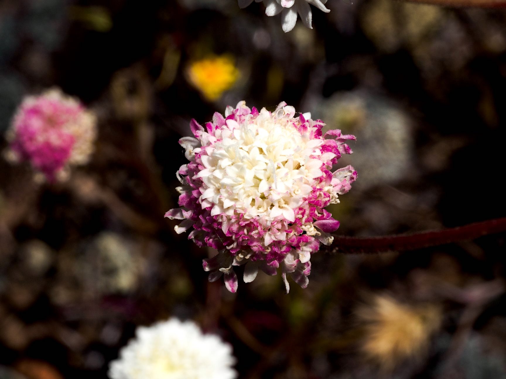 White Pincushion (Chaenactis artemisiifolia) with white and pink flowers