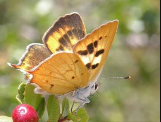 Hermes Copper PC: USFWS