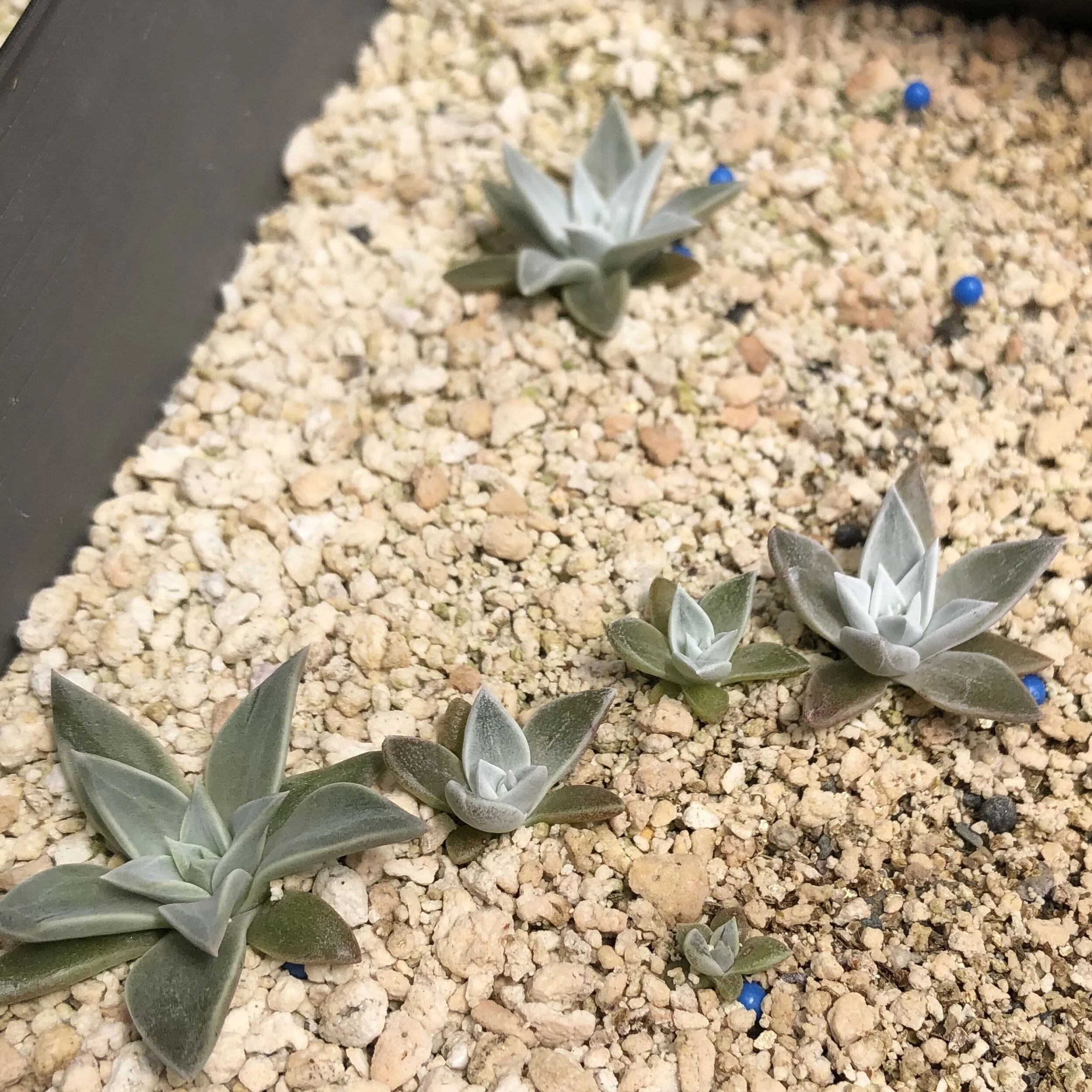 CNPSSD LIVE ONLINE Dudleya ConservationIn Vitro