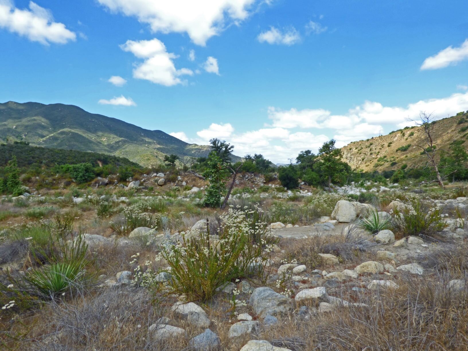  The San Luis Rey River was dry, but its rocky flood plain had lots of flowers