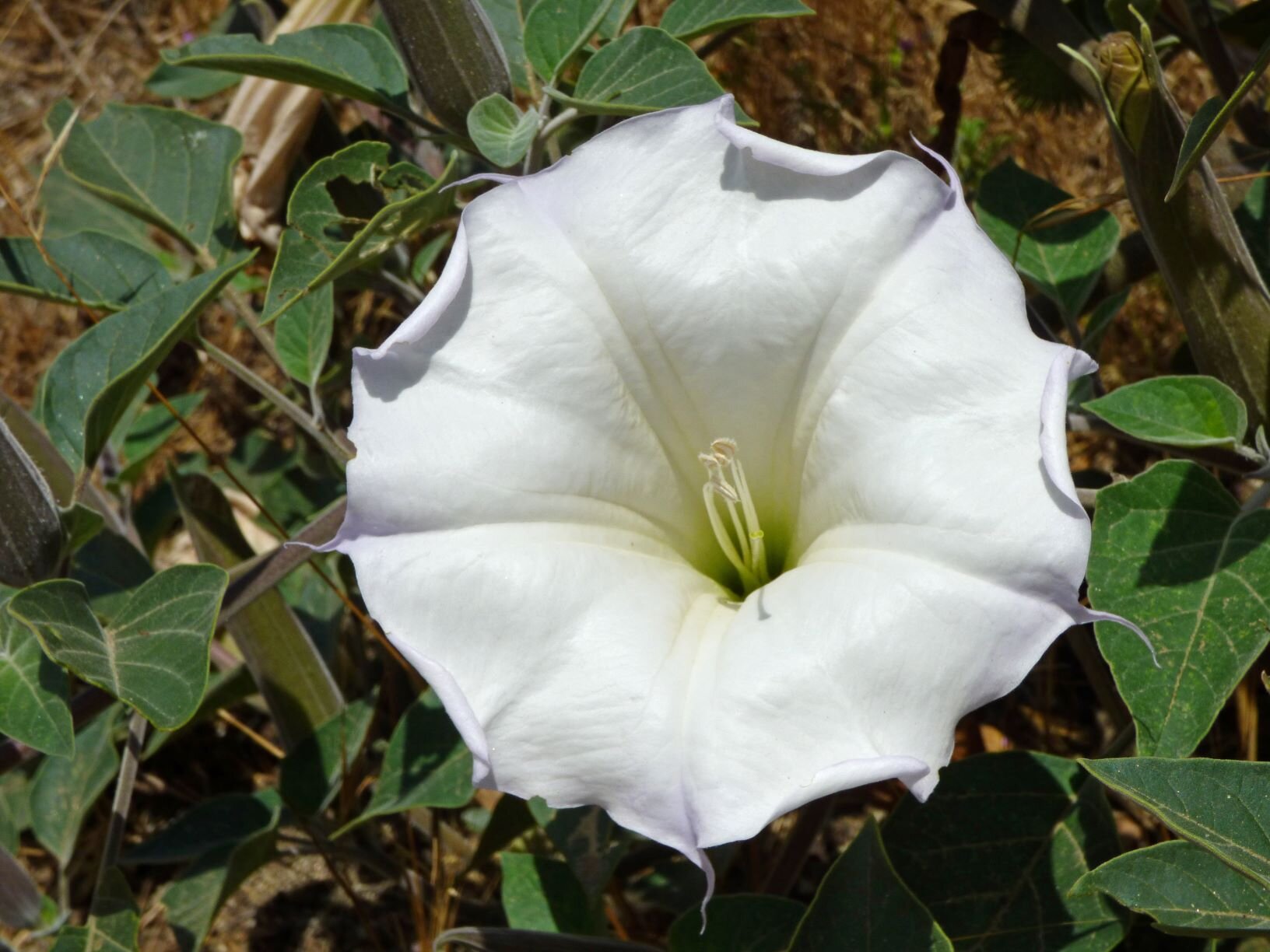 large-flowered Jimson Weed (Datura wrightii) as well as
