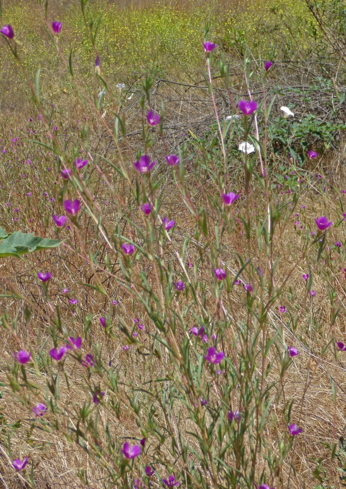 Past a field of Wine-cup Clarkia (C. purpurea)