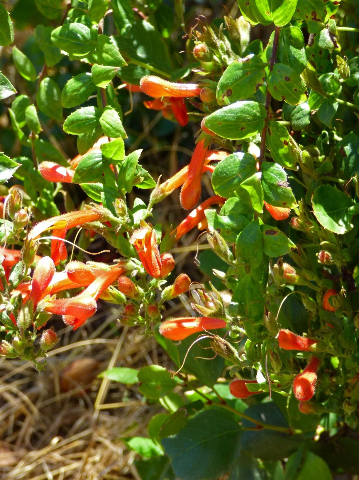  with numerous Heart-leaf Penstemon (Keckiella cordifolia)