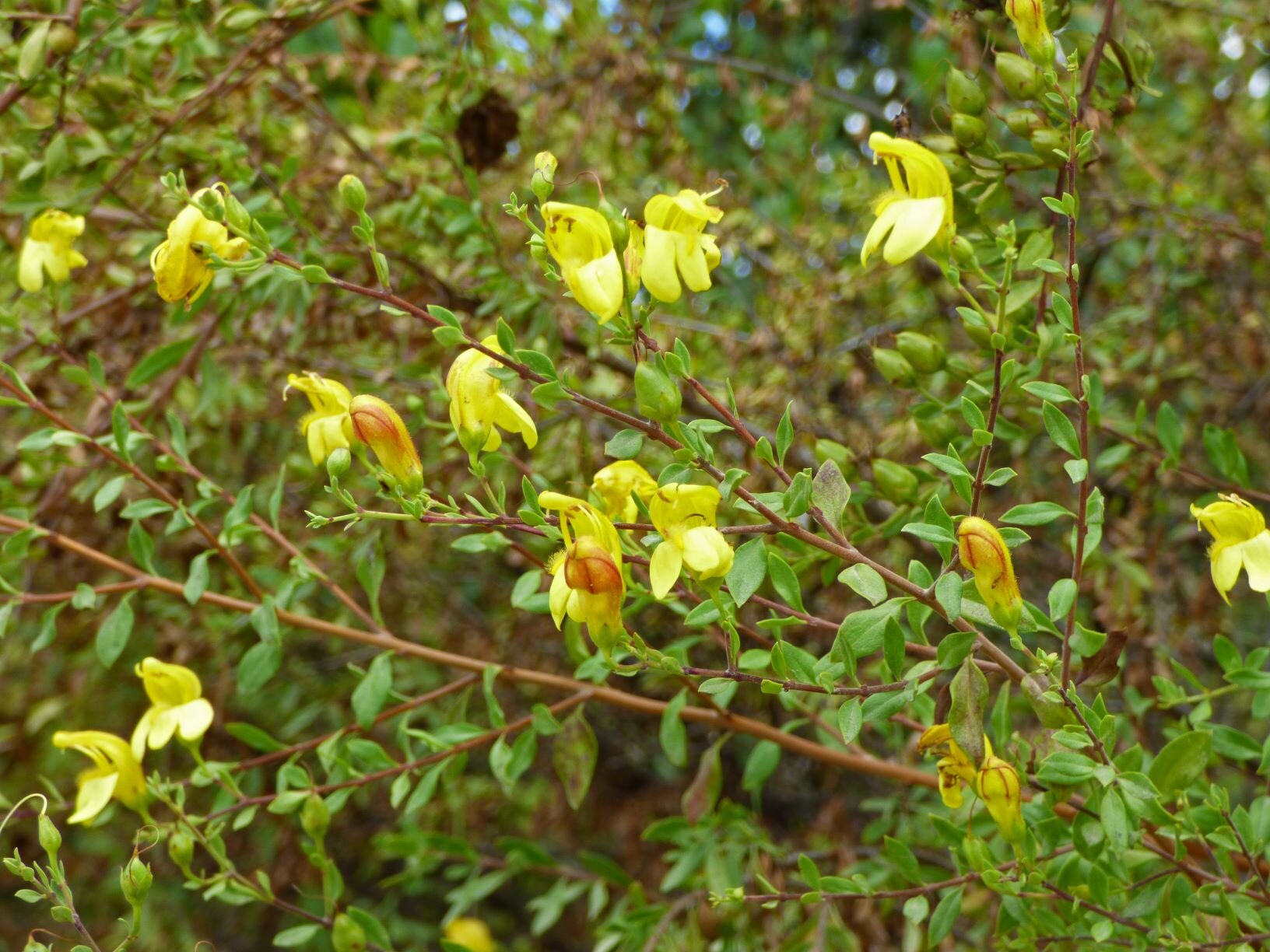  Yellow Bush-Penstemon (K. antirrhinoides).