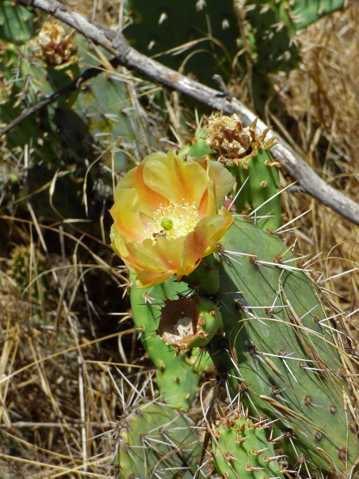 On the way back to the parking lot, a few Coast Prickly Pear (Opuntia littoralis)