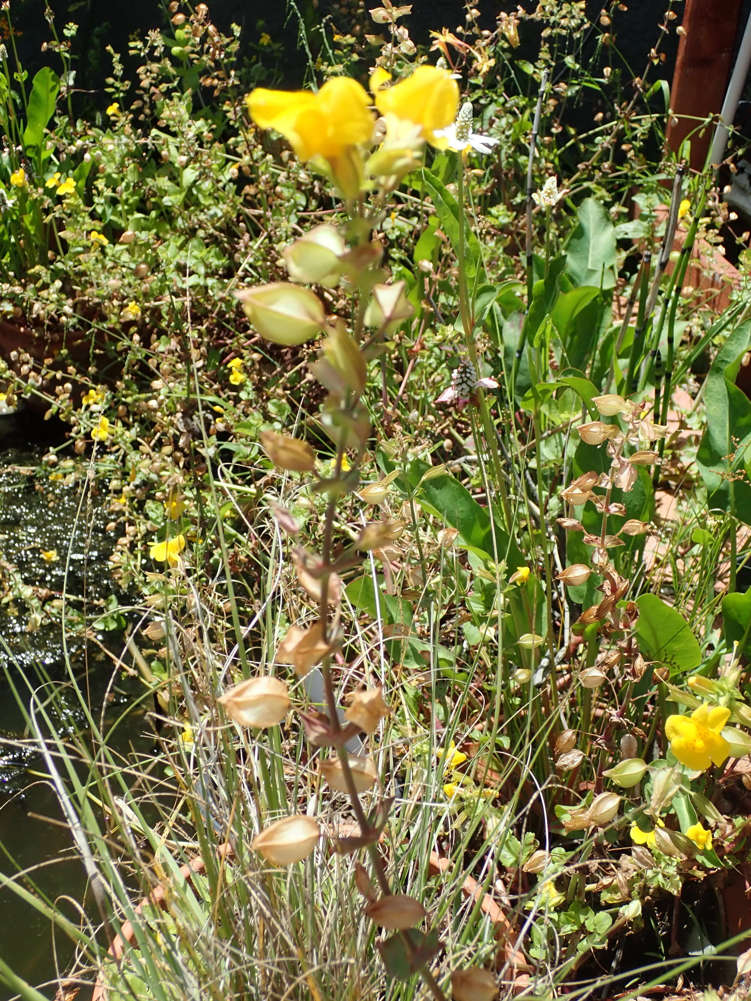 Collect the seed bearing parts of the plant