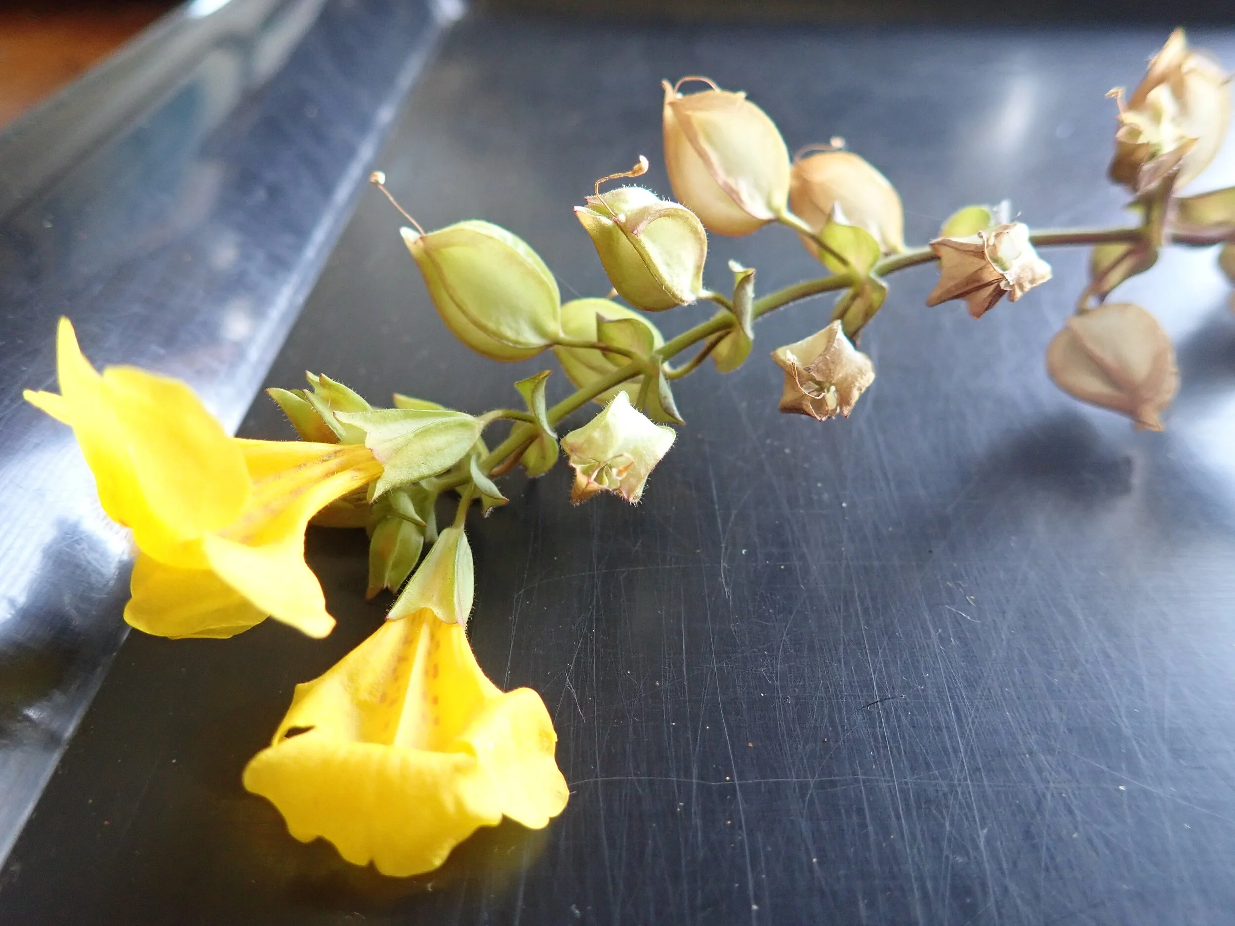 Use a tray to contain the plant material