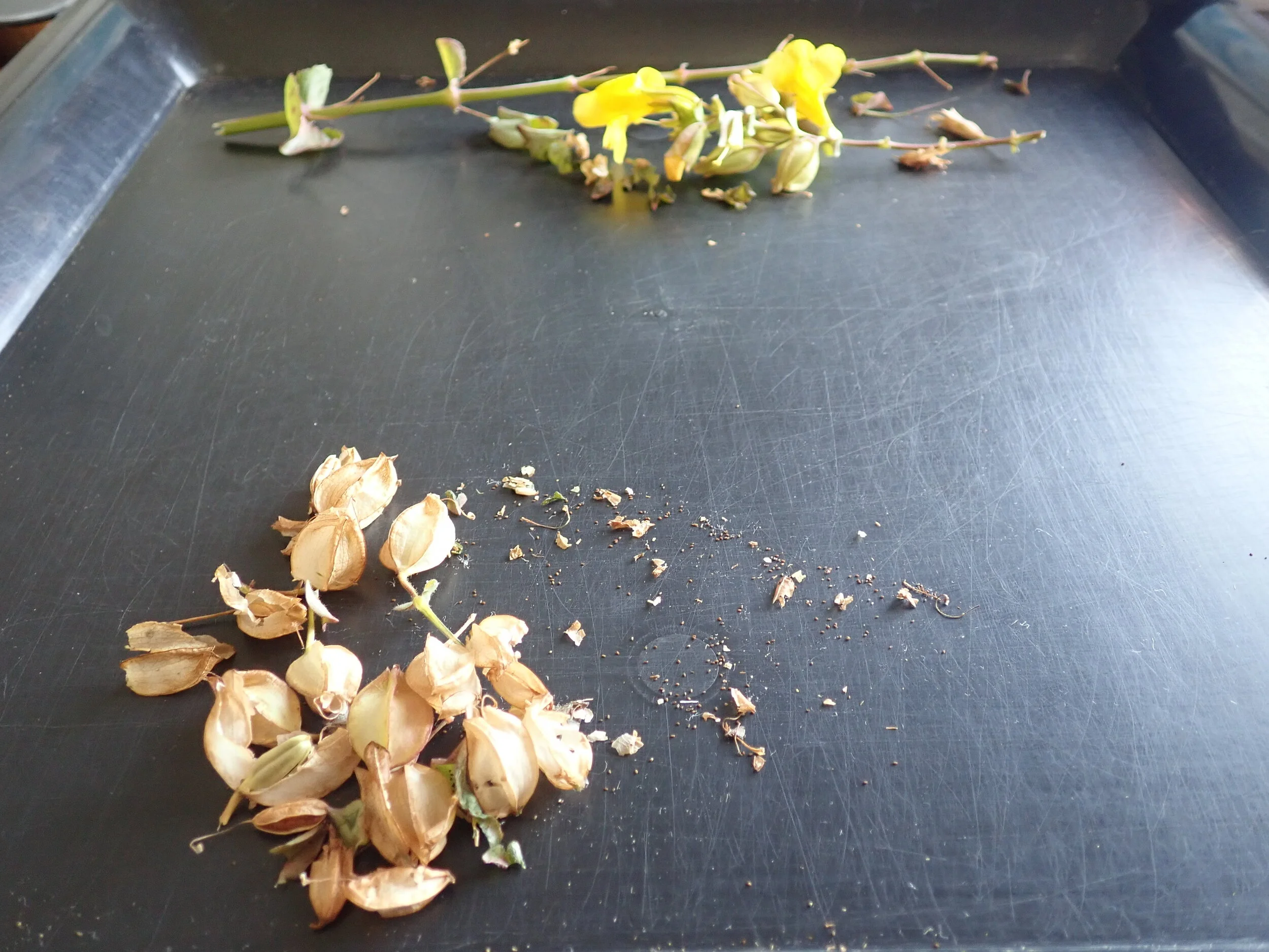 The seed pods separated from the plant