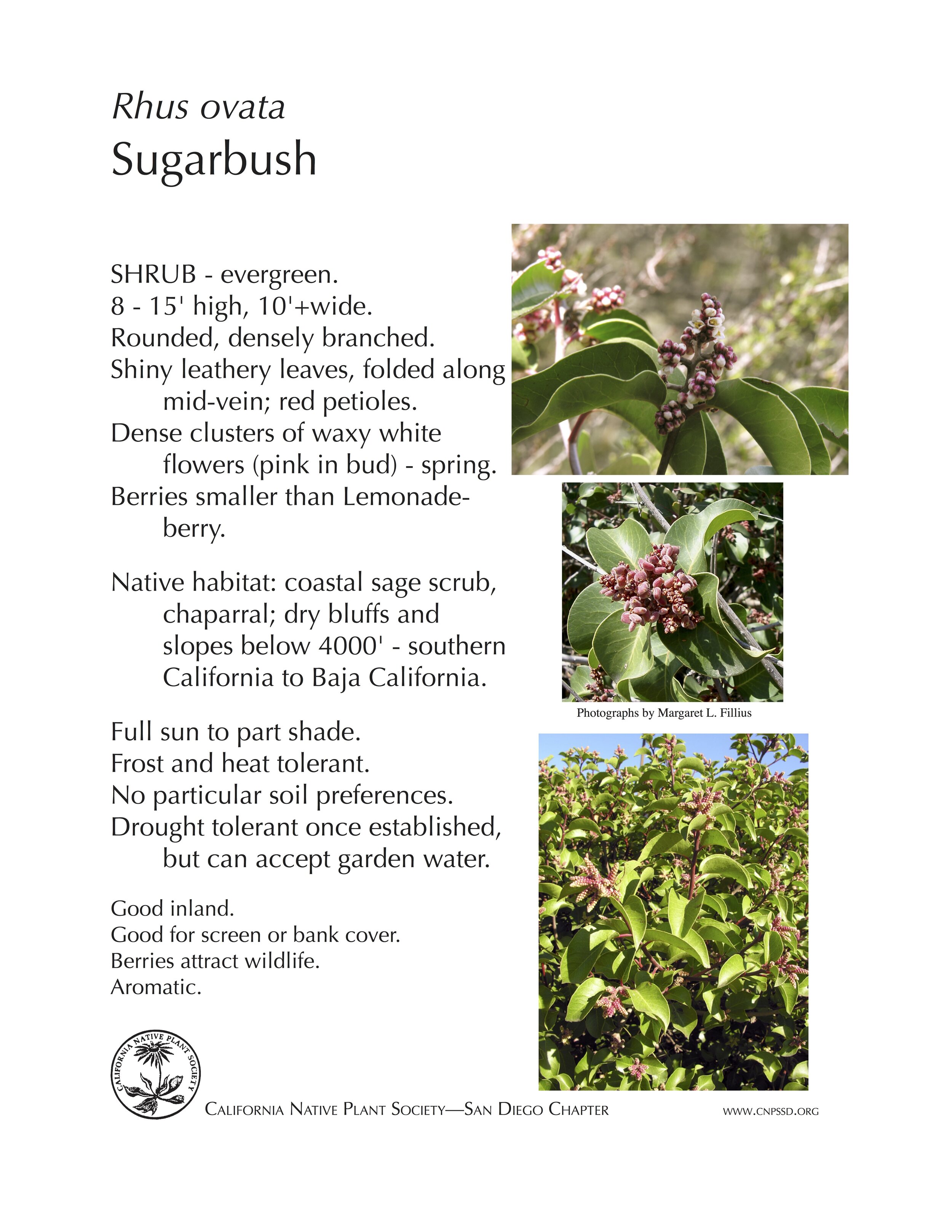 Sugarbush (Rhus ovata) .jpg