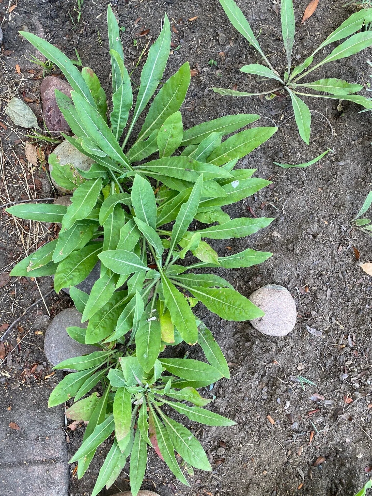 Basal rosettes PC: Bobbie Stephenson