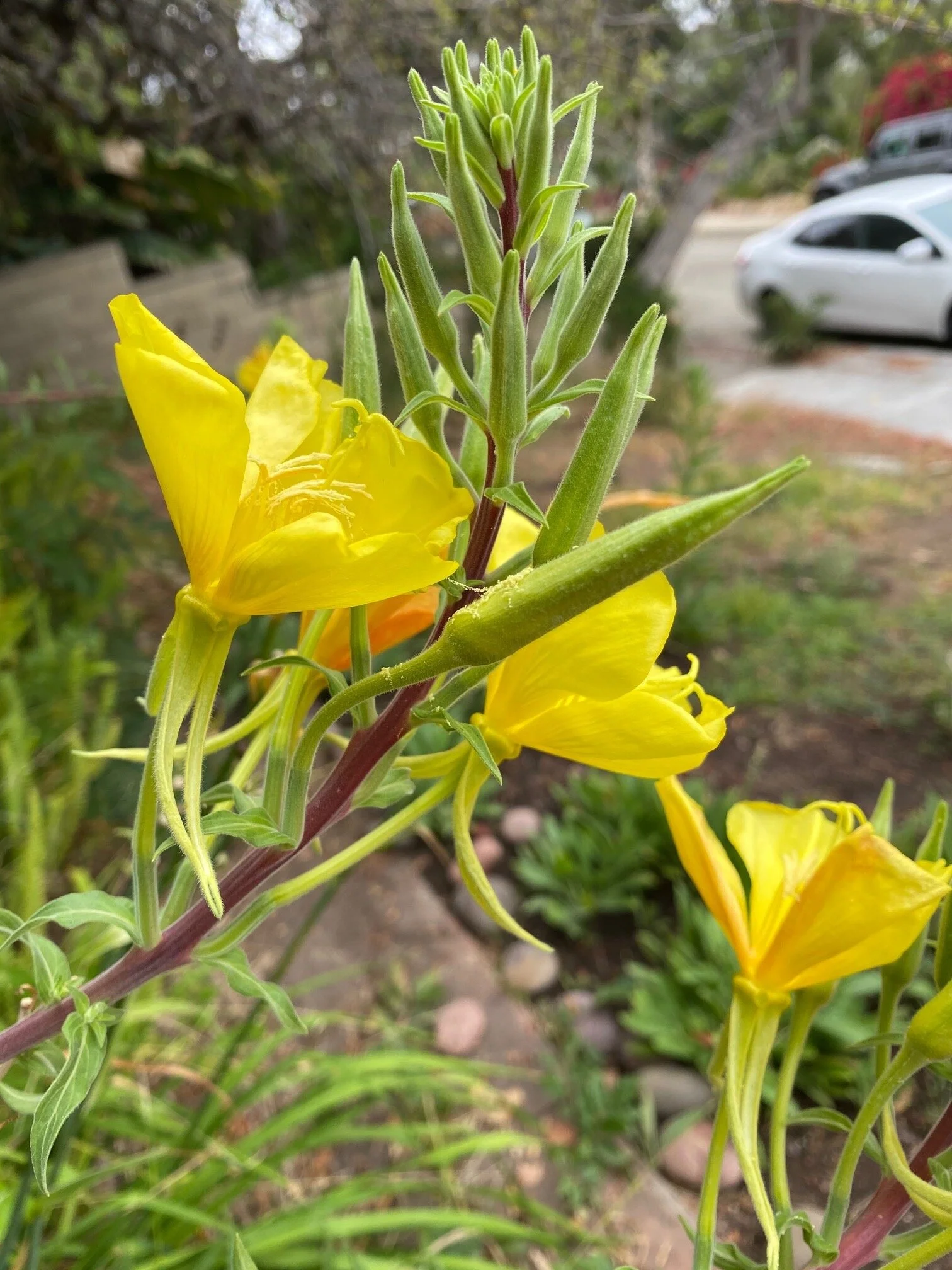 Stems PC: Bobbie Stephenson