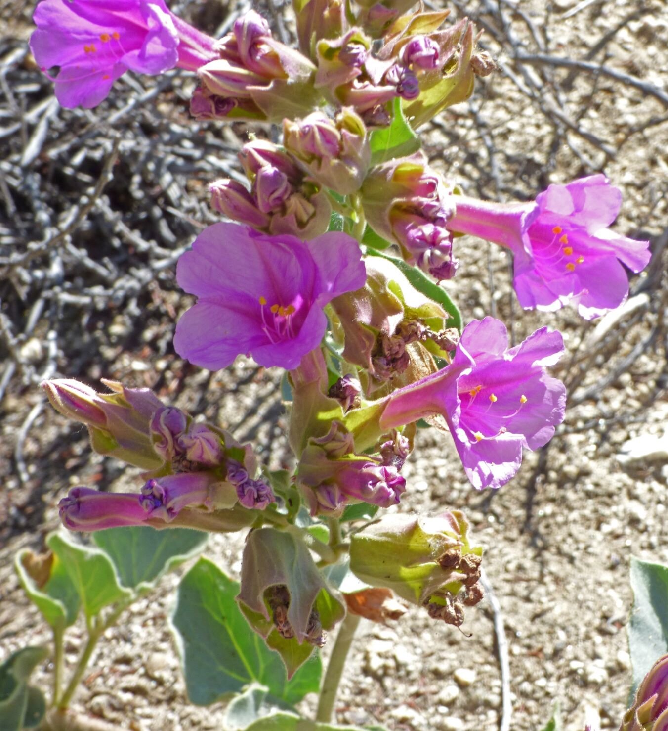  we were welcomed by Giant Four O’clock (Mirabilis multiflora),