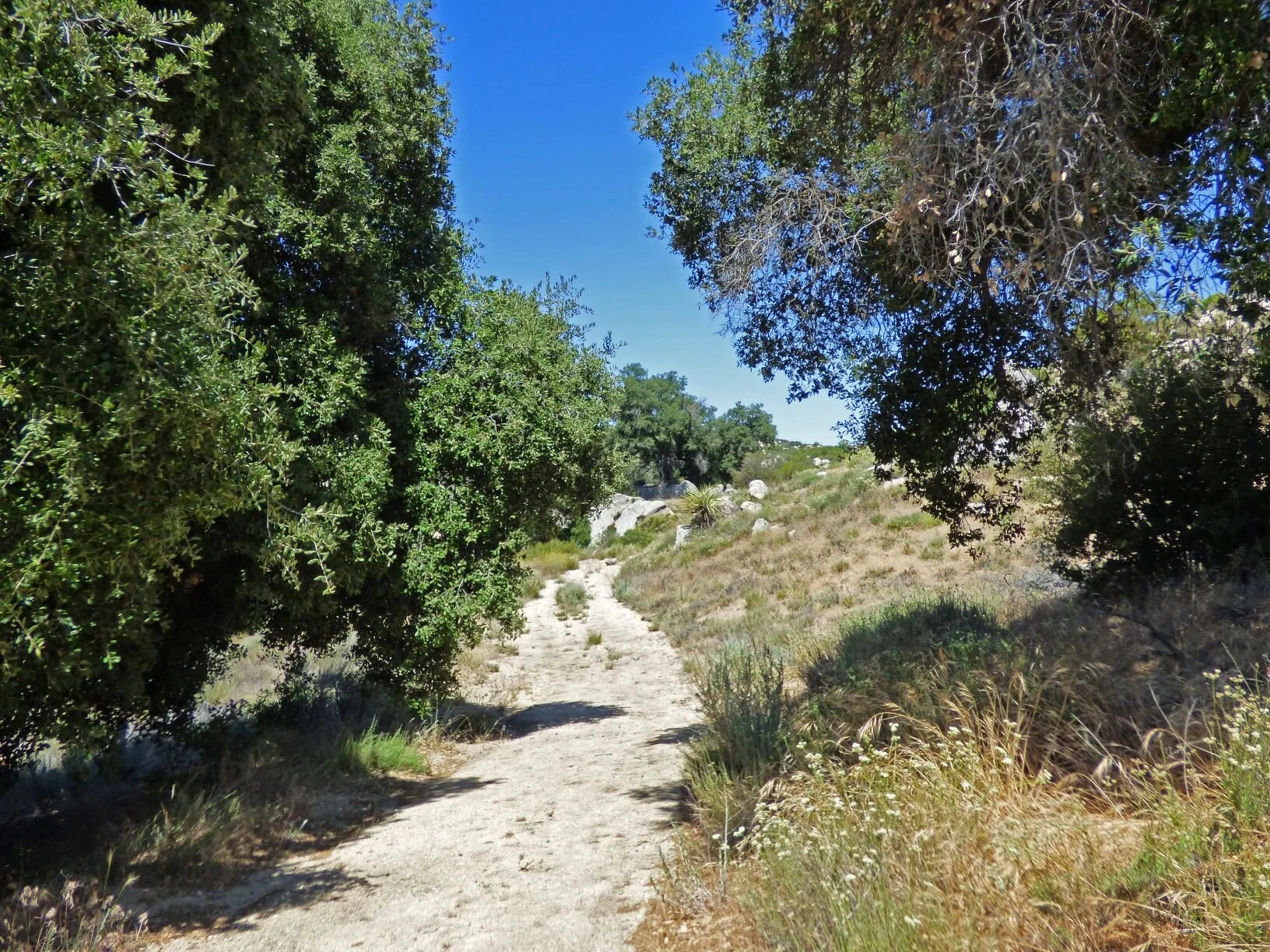 Soon after leaving the trailhead on Old Mitchell Camp Rd